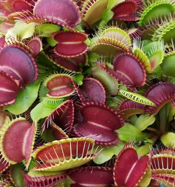 Plantes carnivores - Jardin Botanique Henri Gaussen