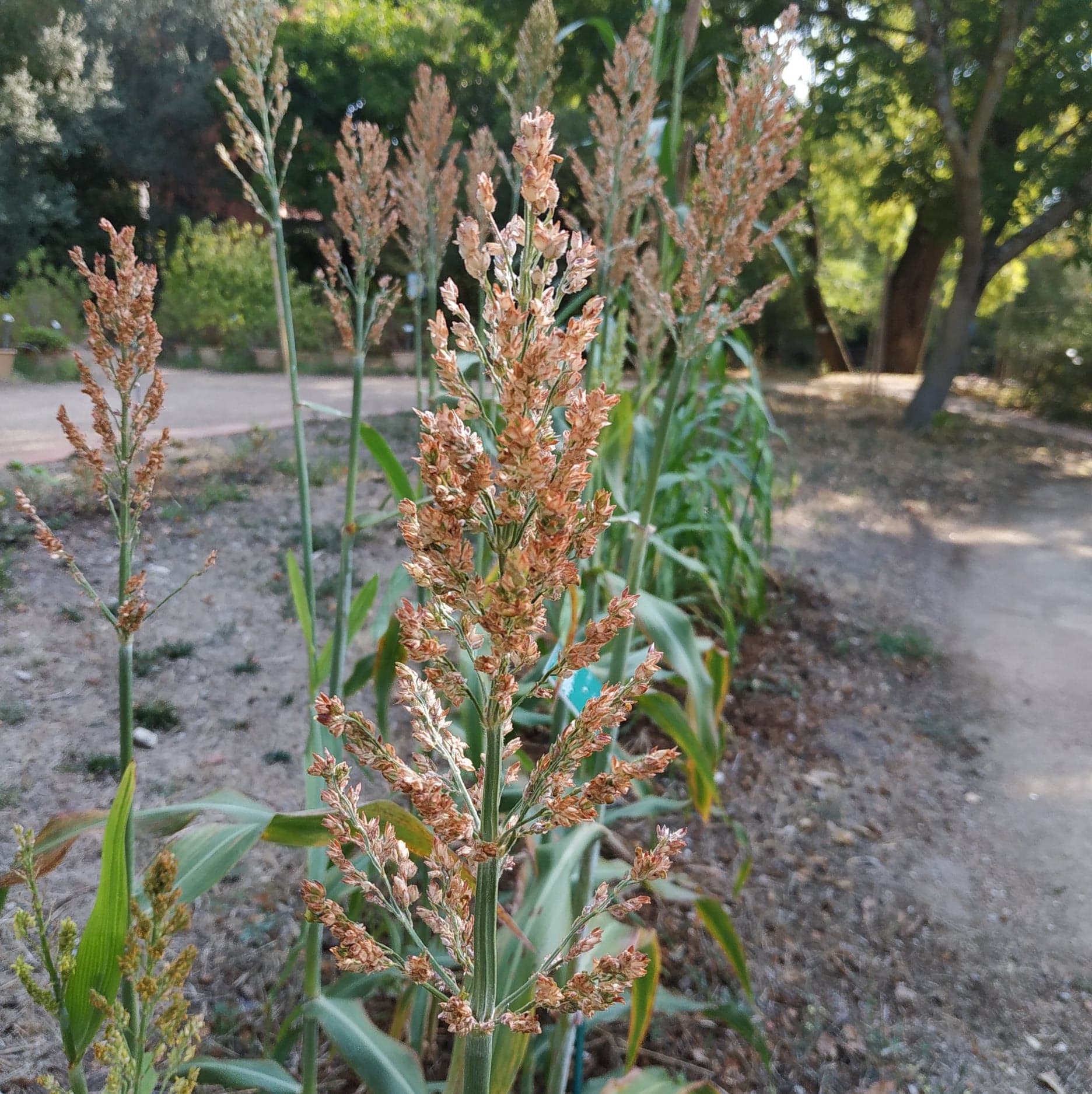 Sorgho (Sorghum bicolor)