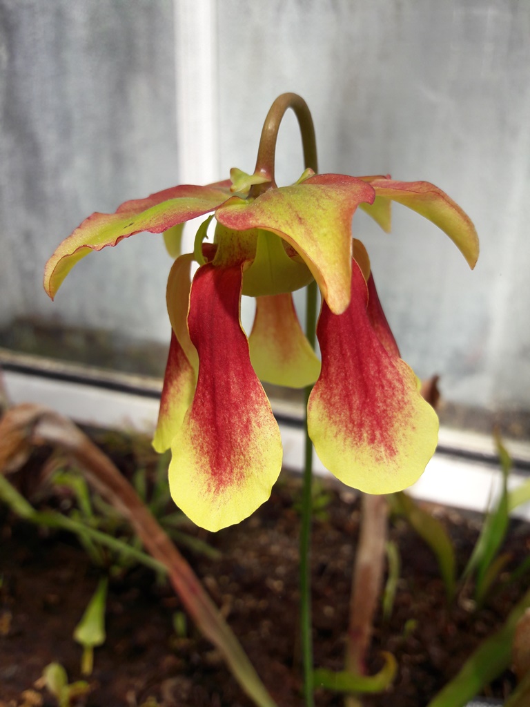 Sarracenia