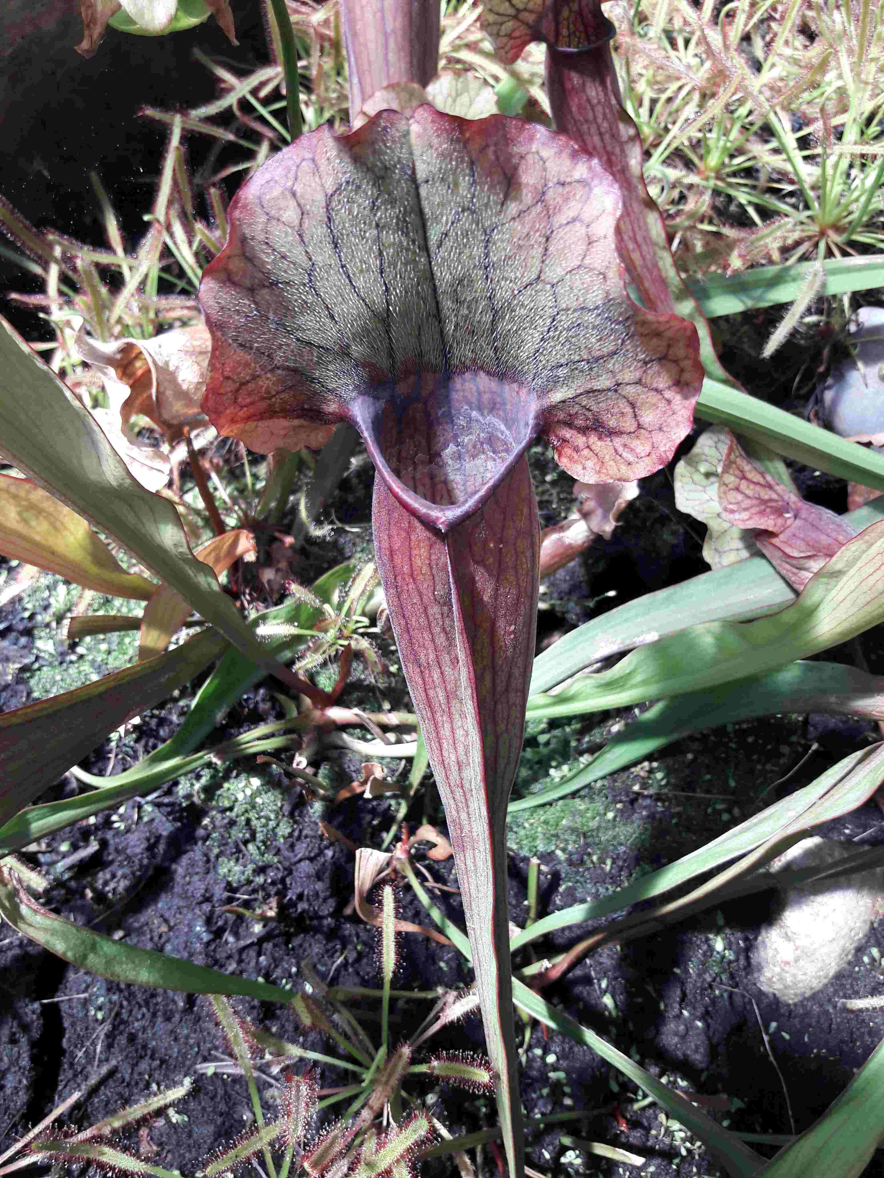 Sarracenia