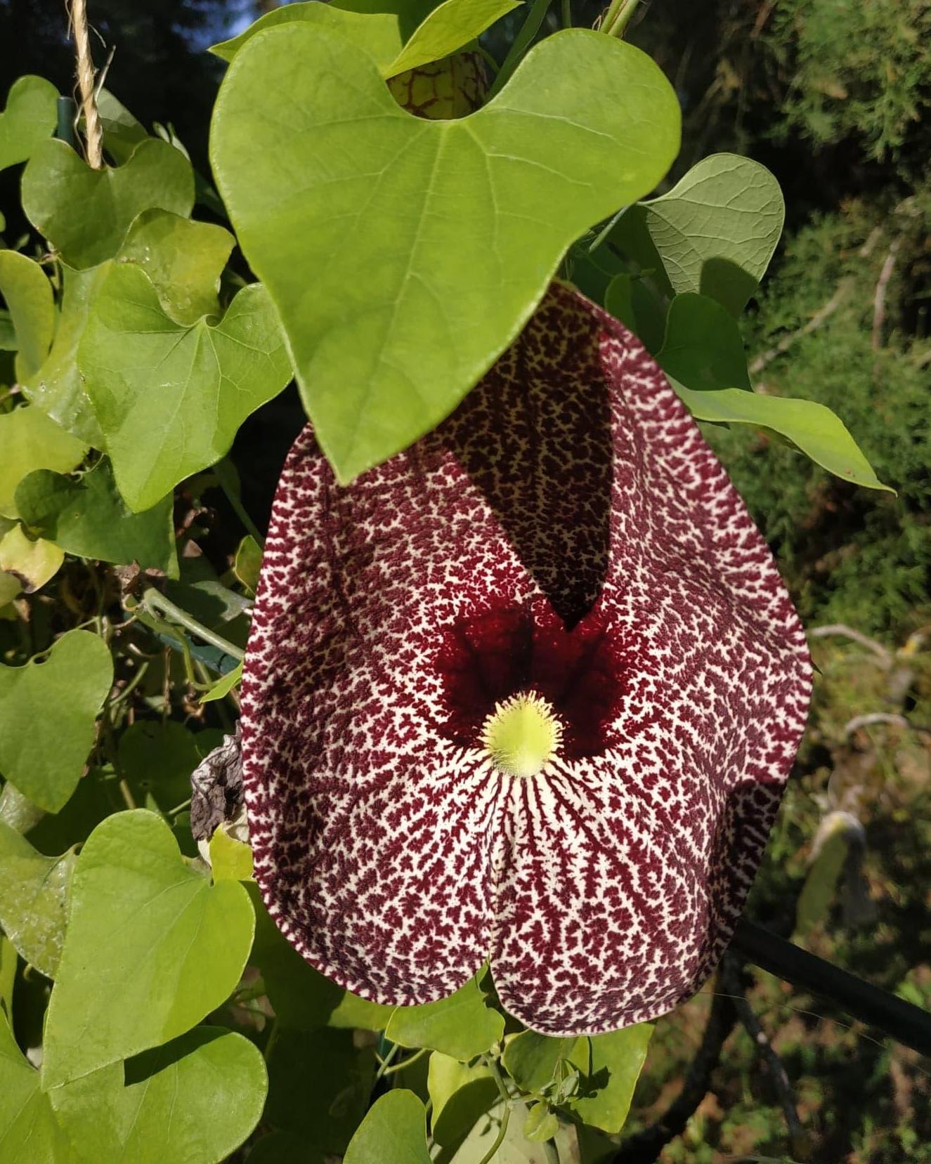 Aristolochia littoralis