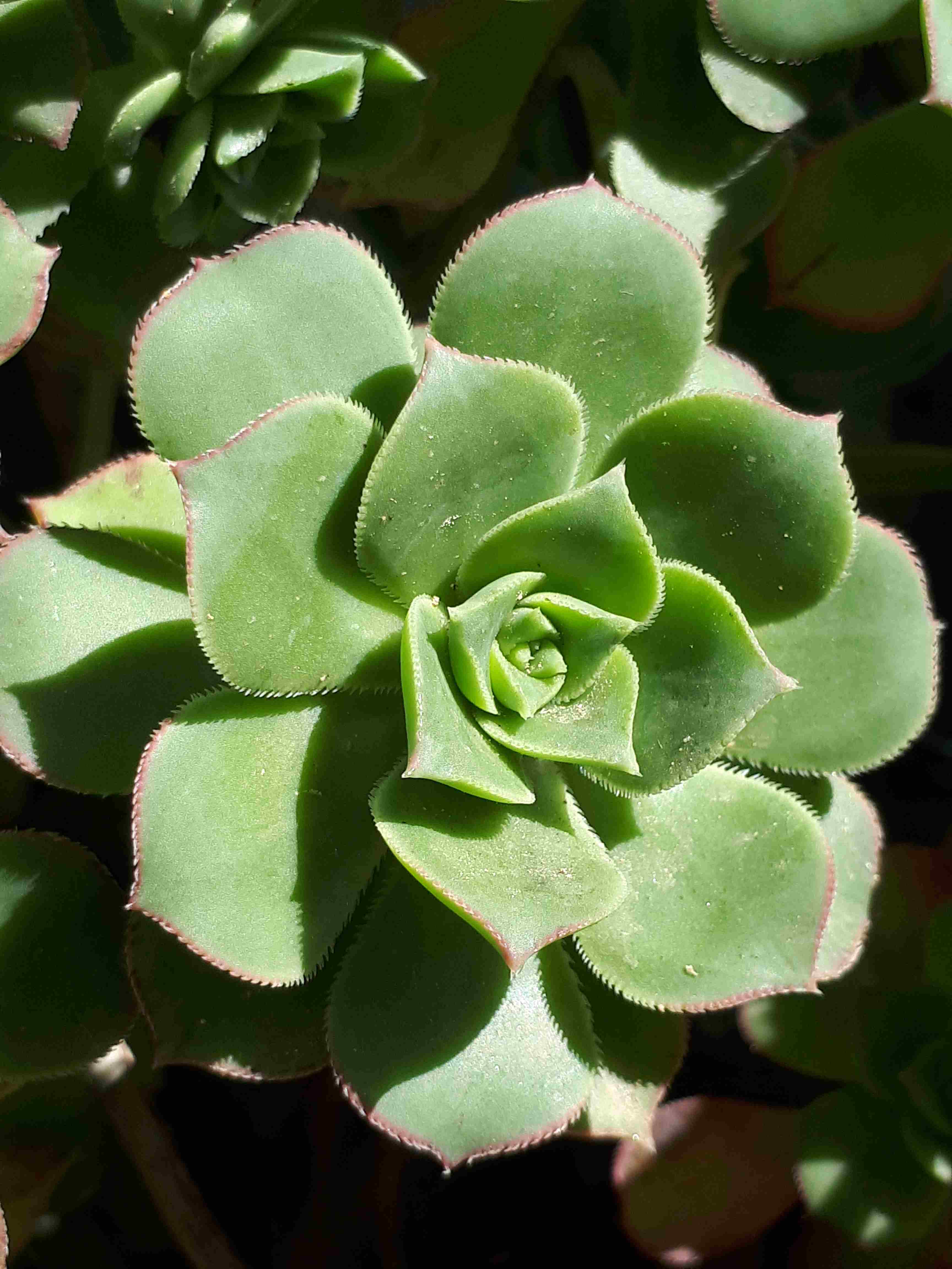 Aeonium gomerense