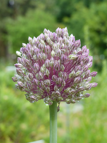 Photo d'un poireau sauvage (Allium polyanthum)