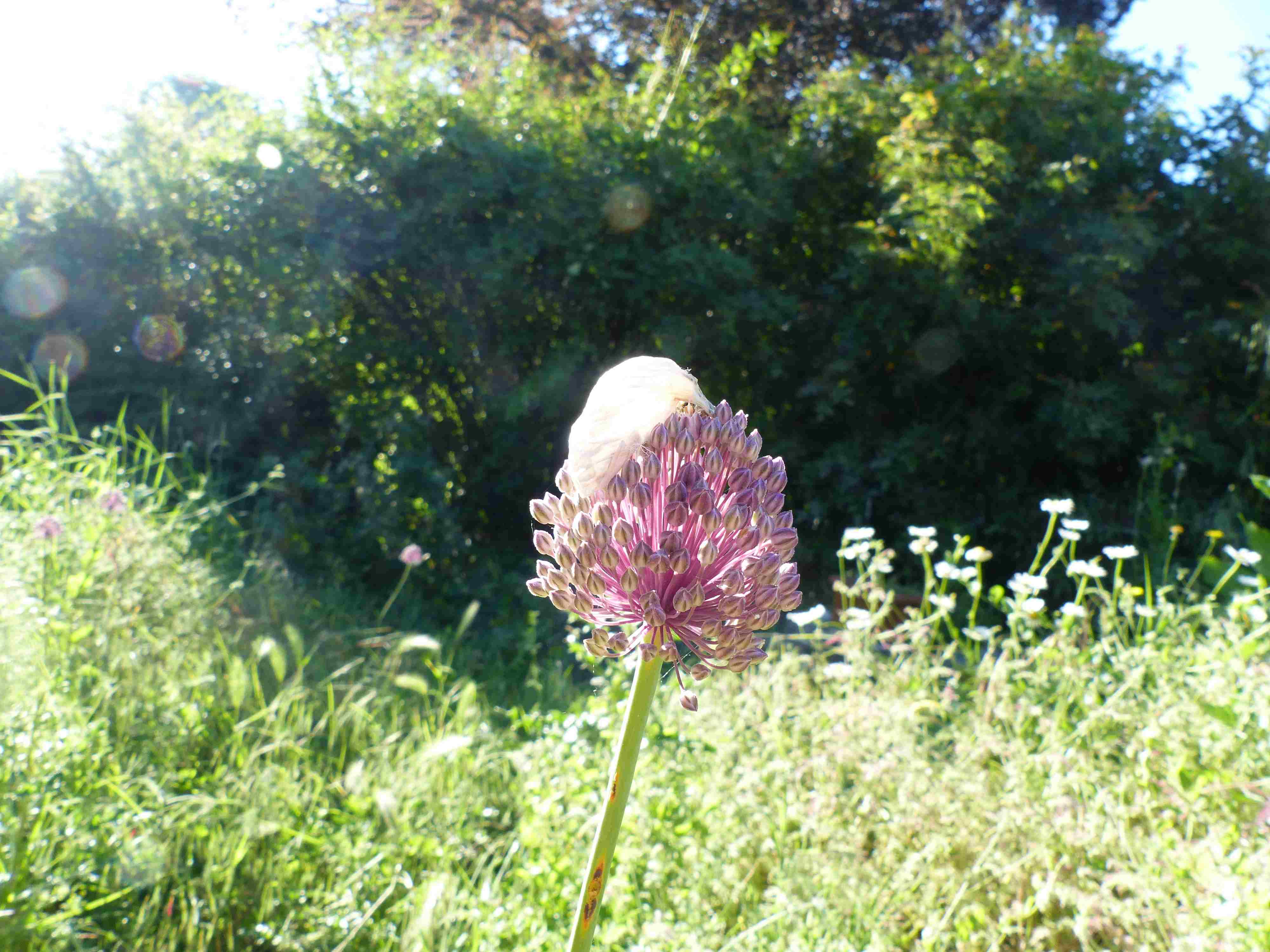 Poireau sauvage (Allium polyanthum)
