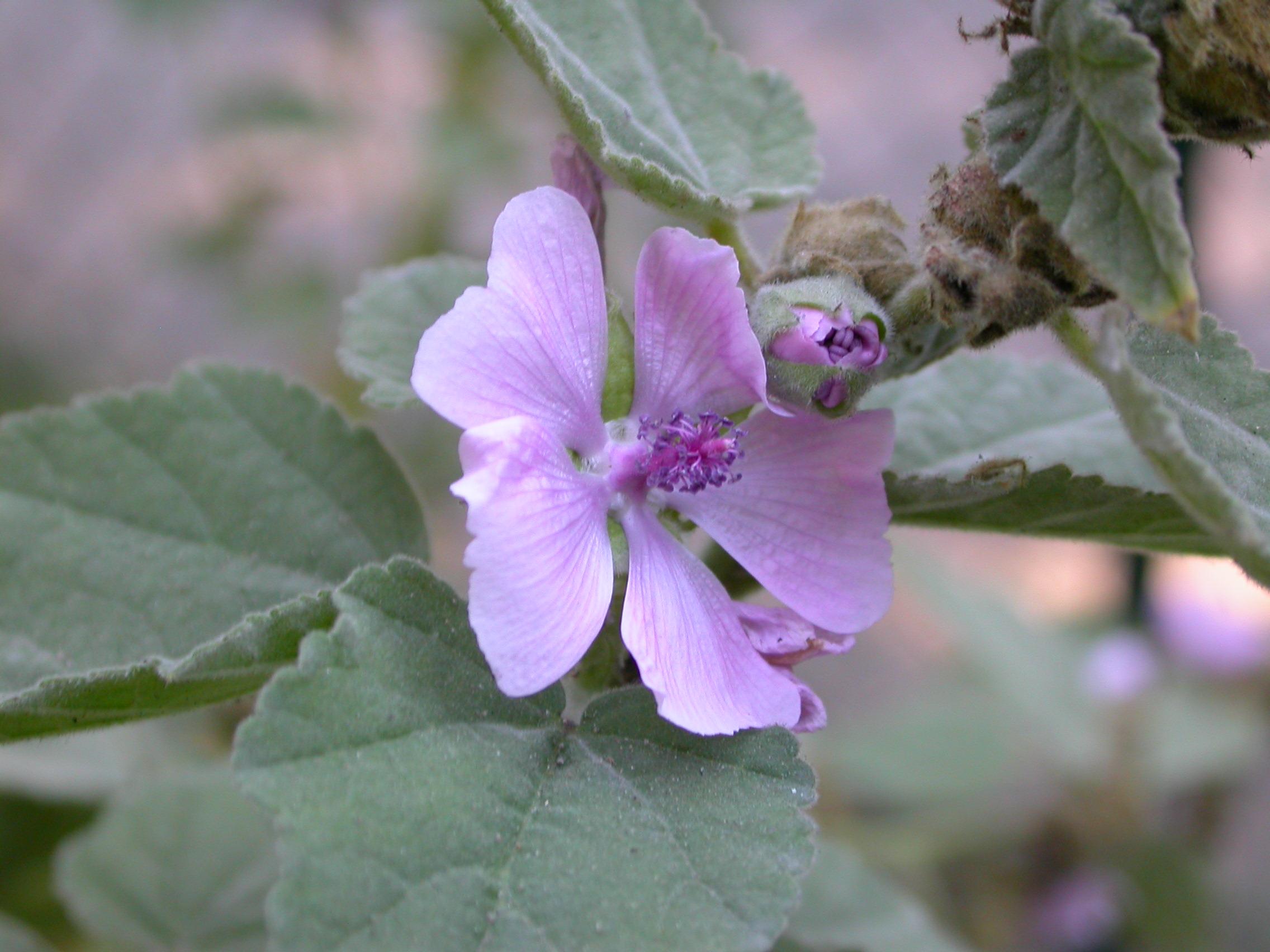 Guimauve commune (Althea officinalis)