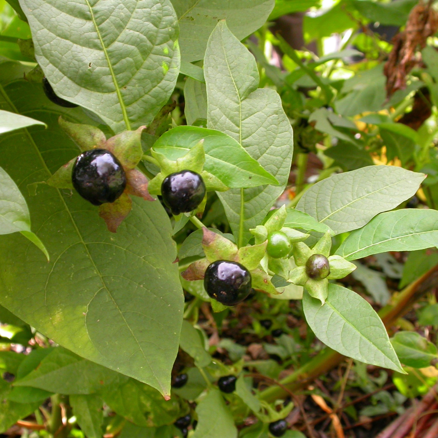 Atropa bella-donna 