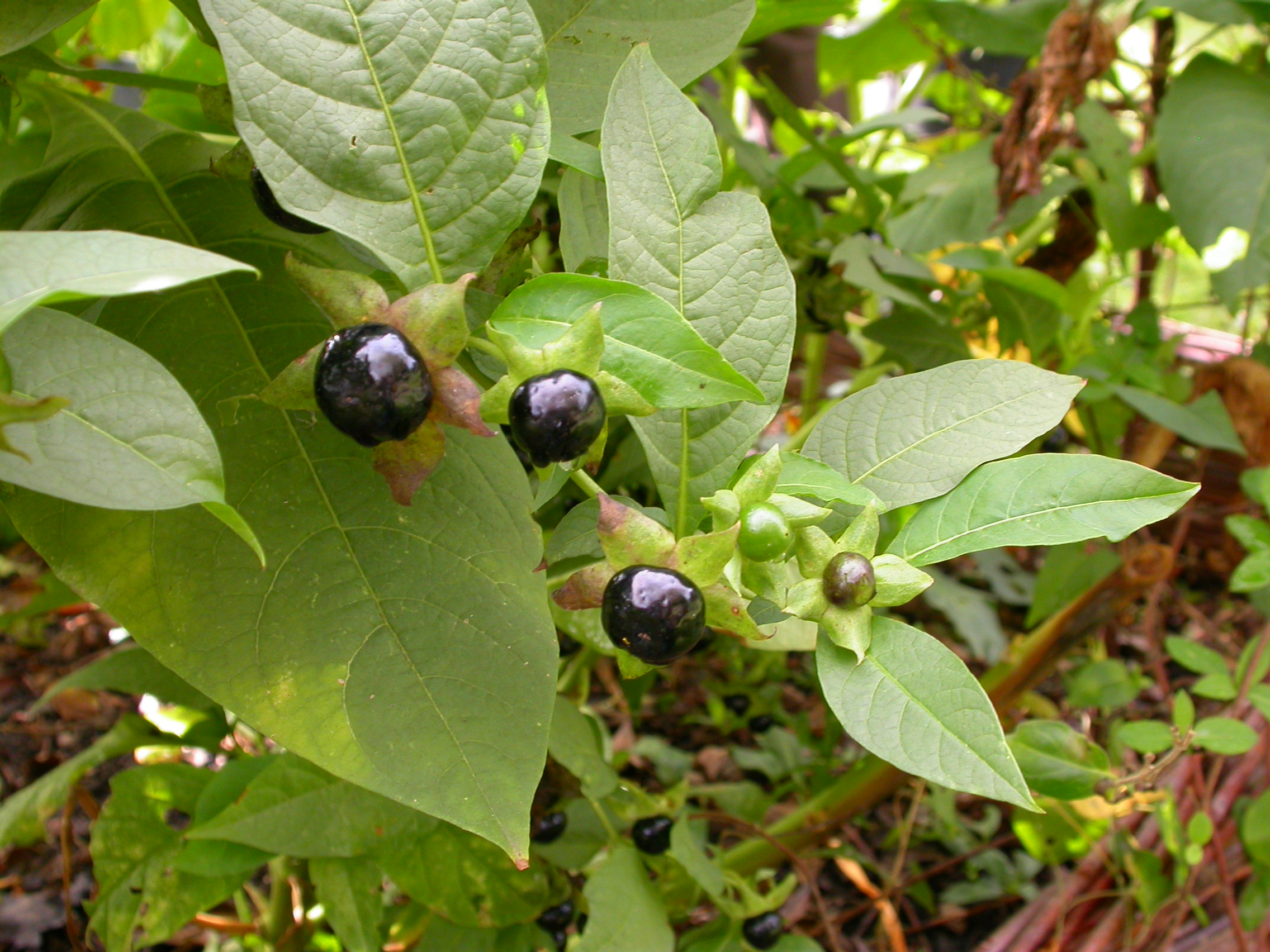 Atropa bella-donna