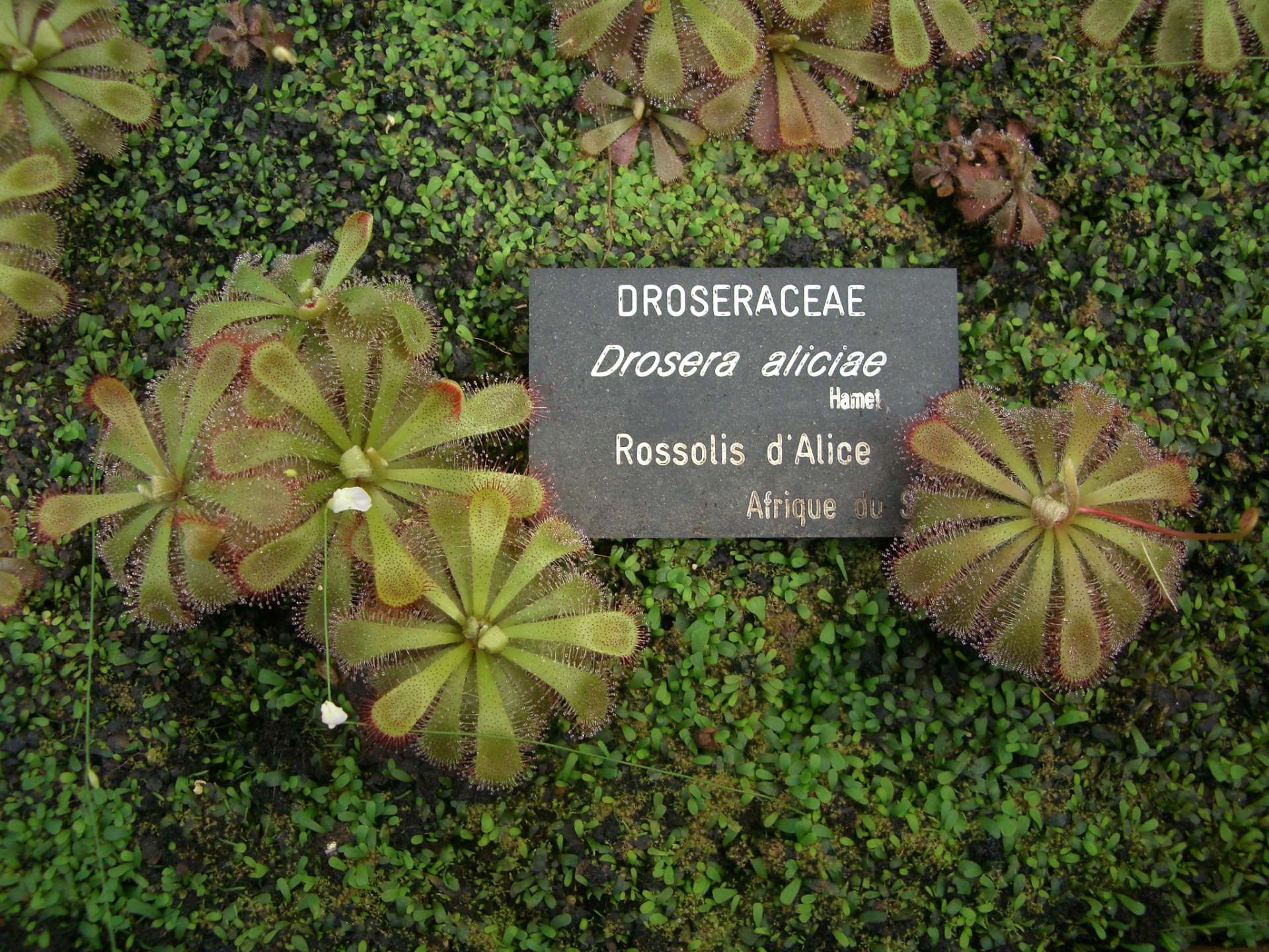 Drosera aliciae