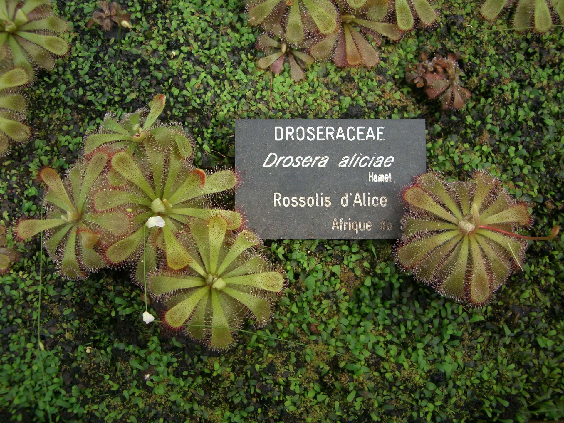 Drosera aliciae