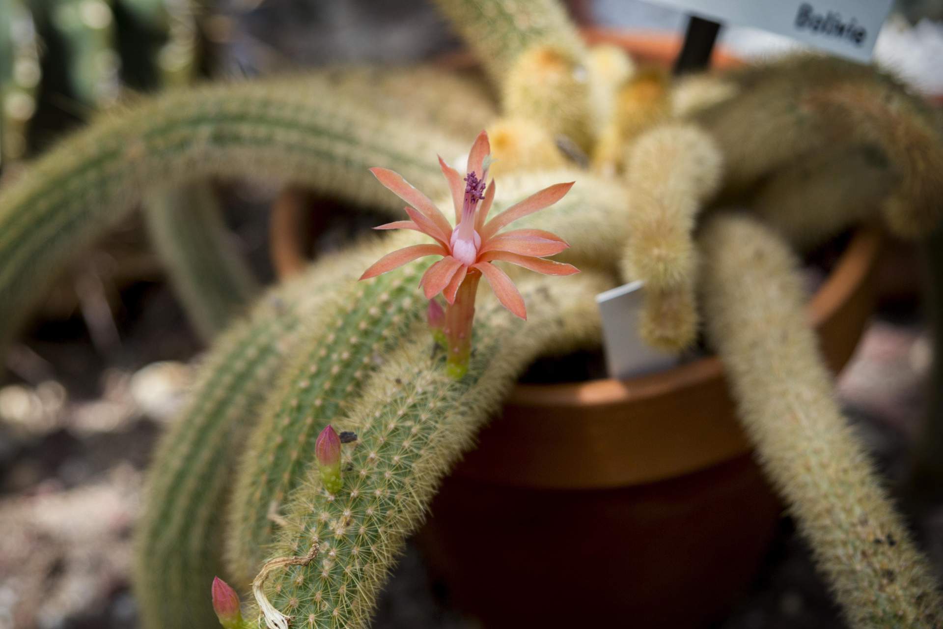 Cleistocactus winteri