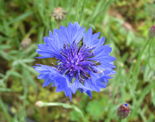 Photo d'un bleuet (Cyanus segetum)