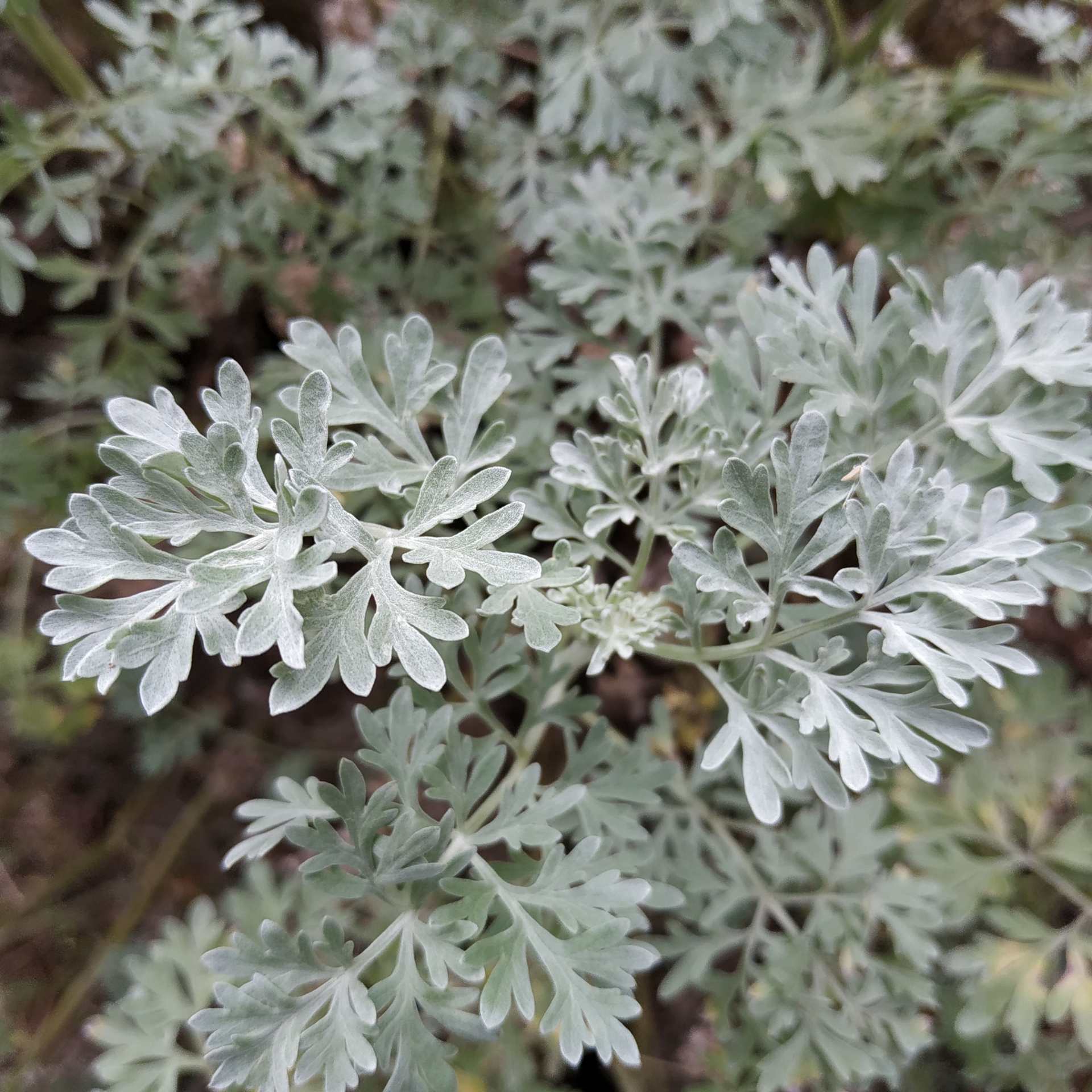 Artemisia absinthium