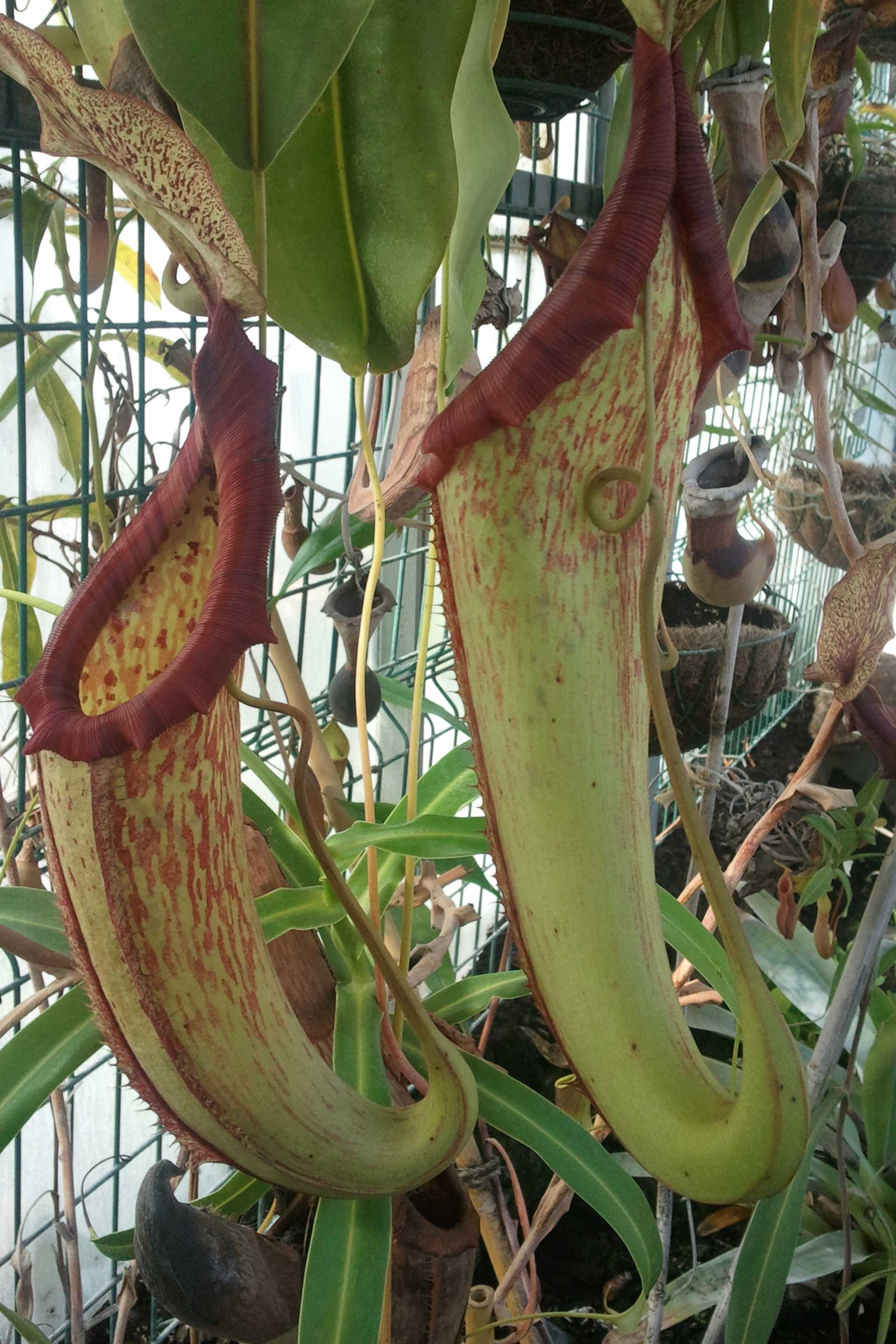 Nepenthes