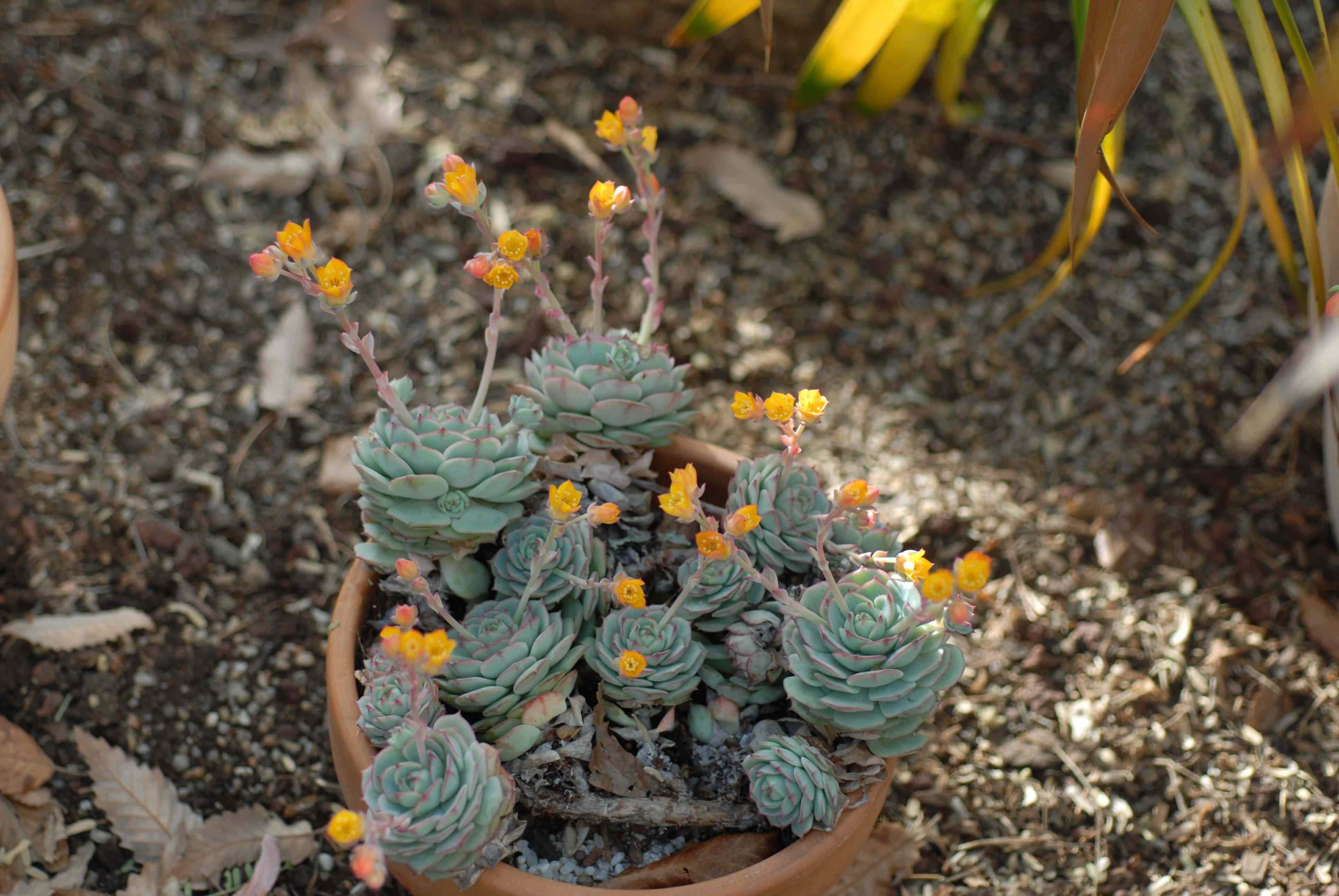 echeveria_crassulaceae