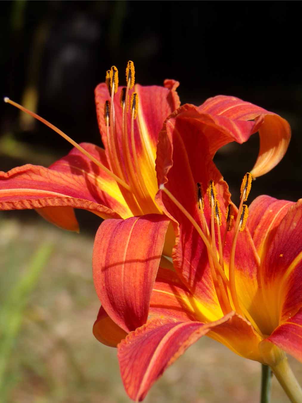 Plantes carnivores - Jardin Botanique Henri Gaussen