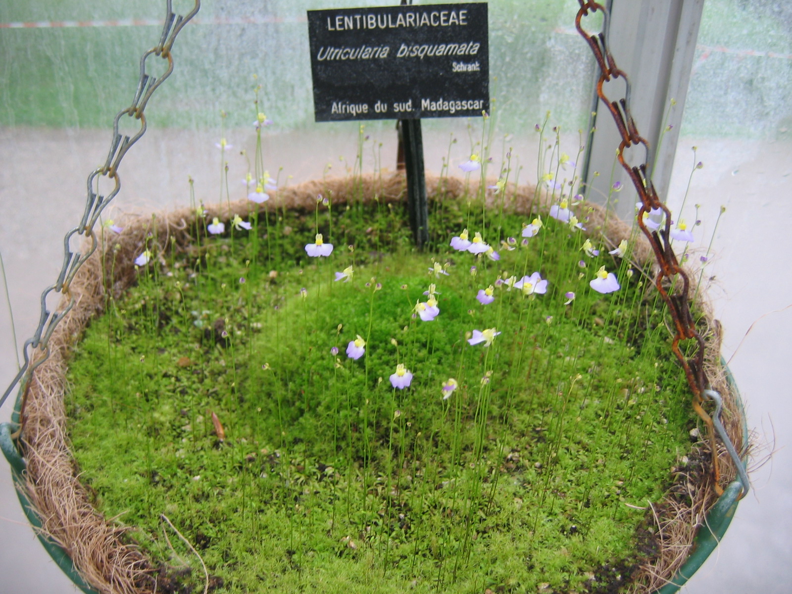 Utricularia bisquamata