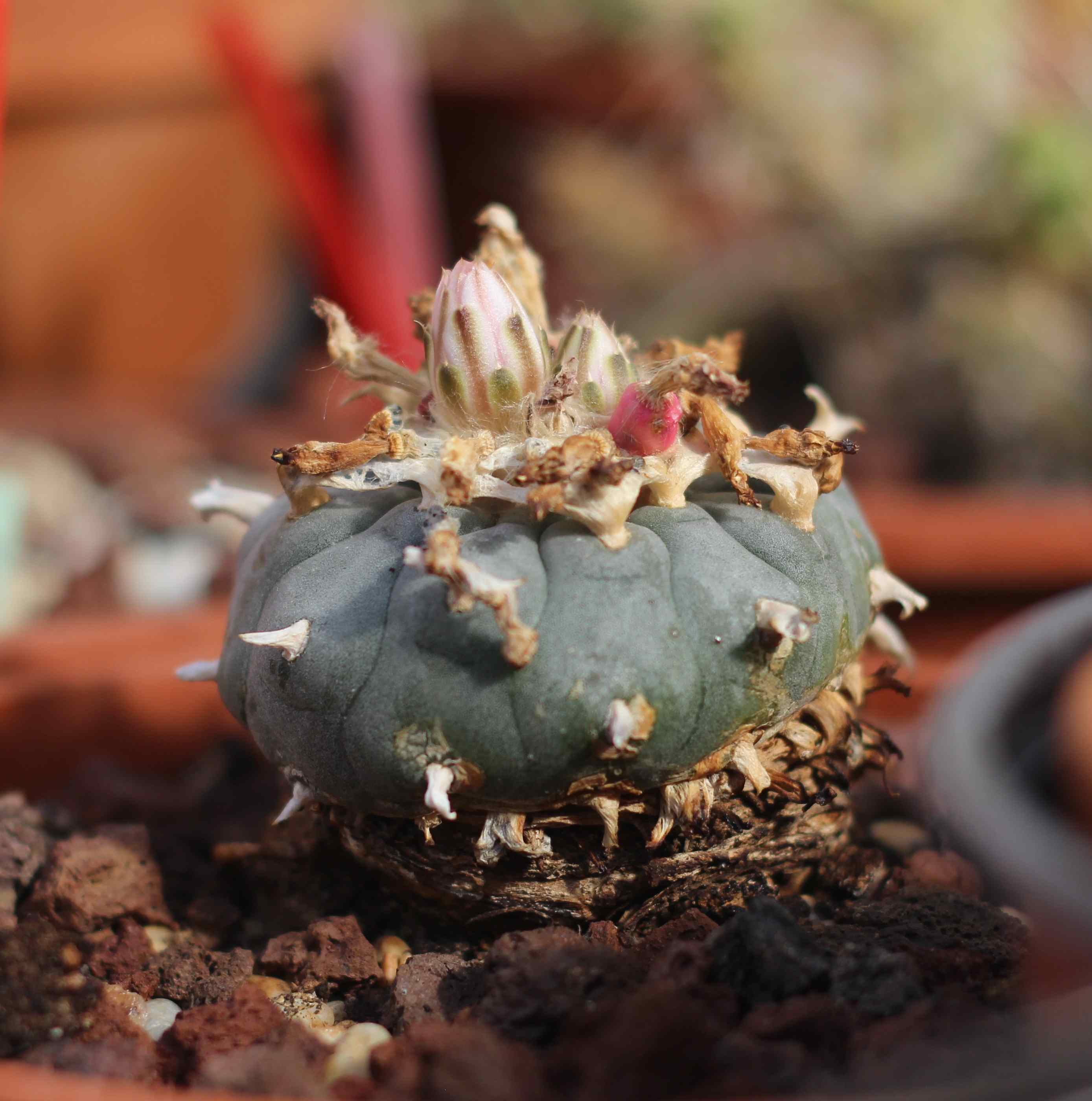 Lophophora williamsii