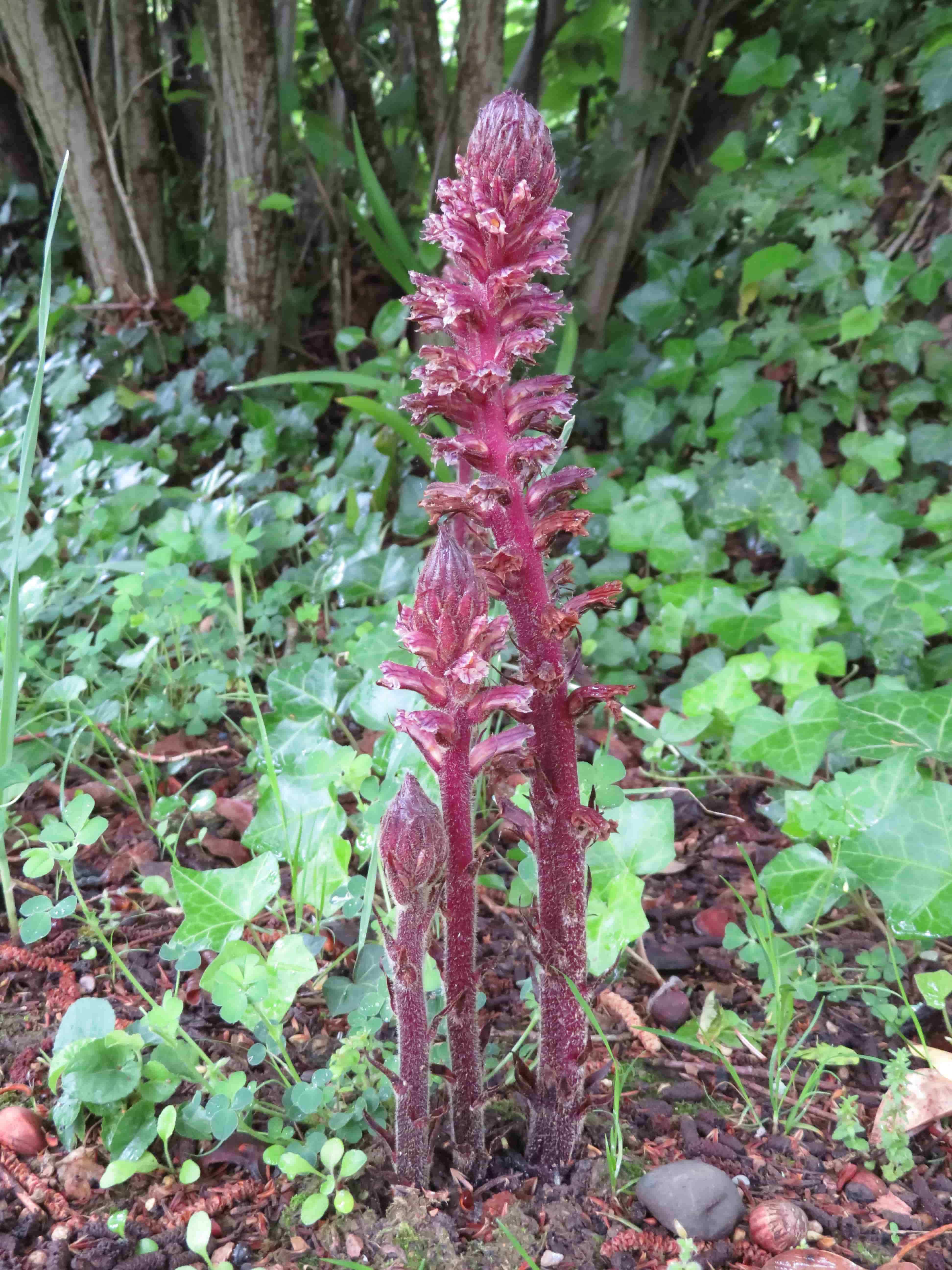 Orobanche du lierre