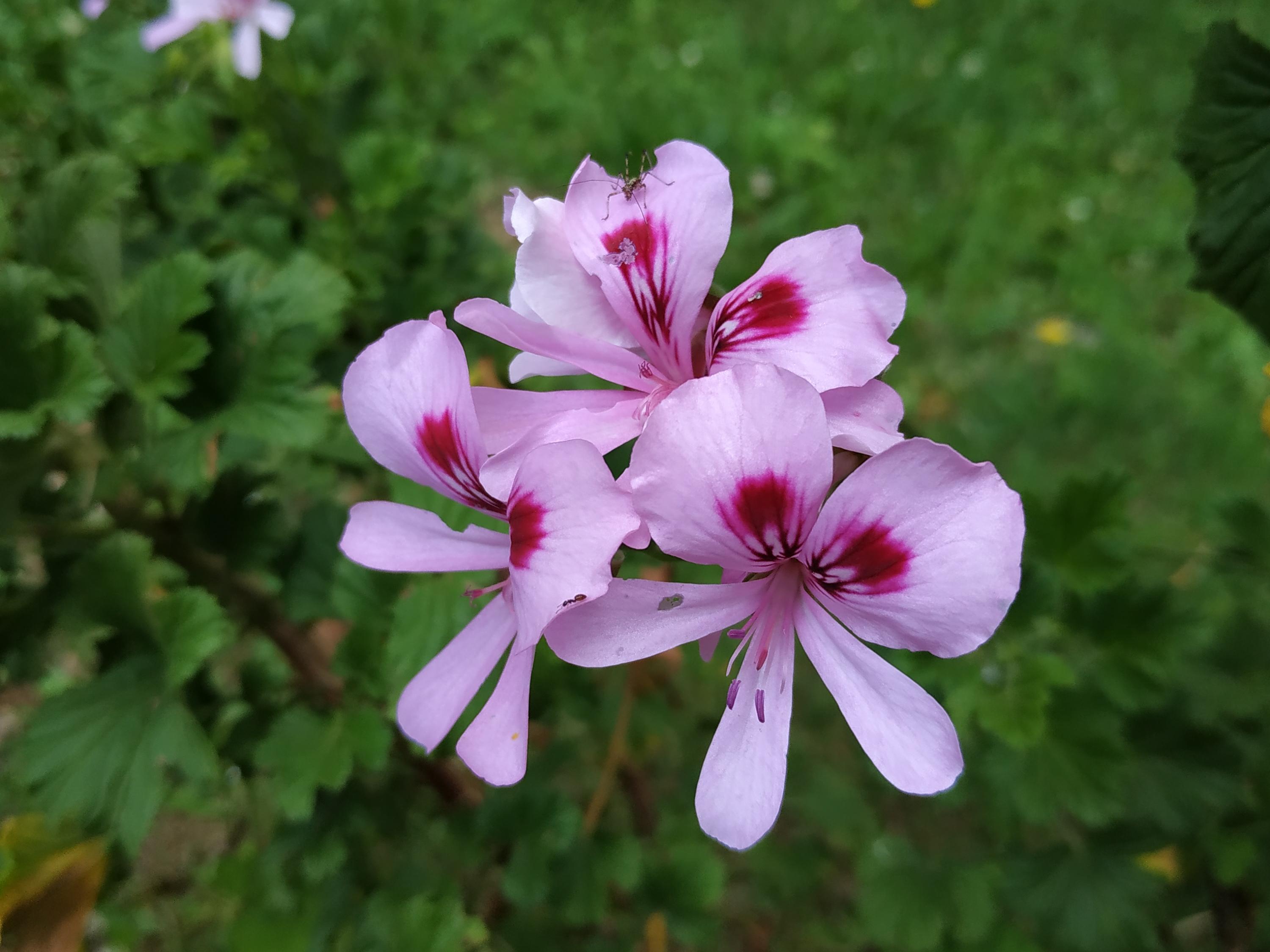 Pelargonium " Frensham "