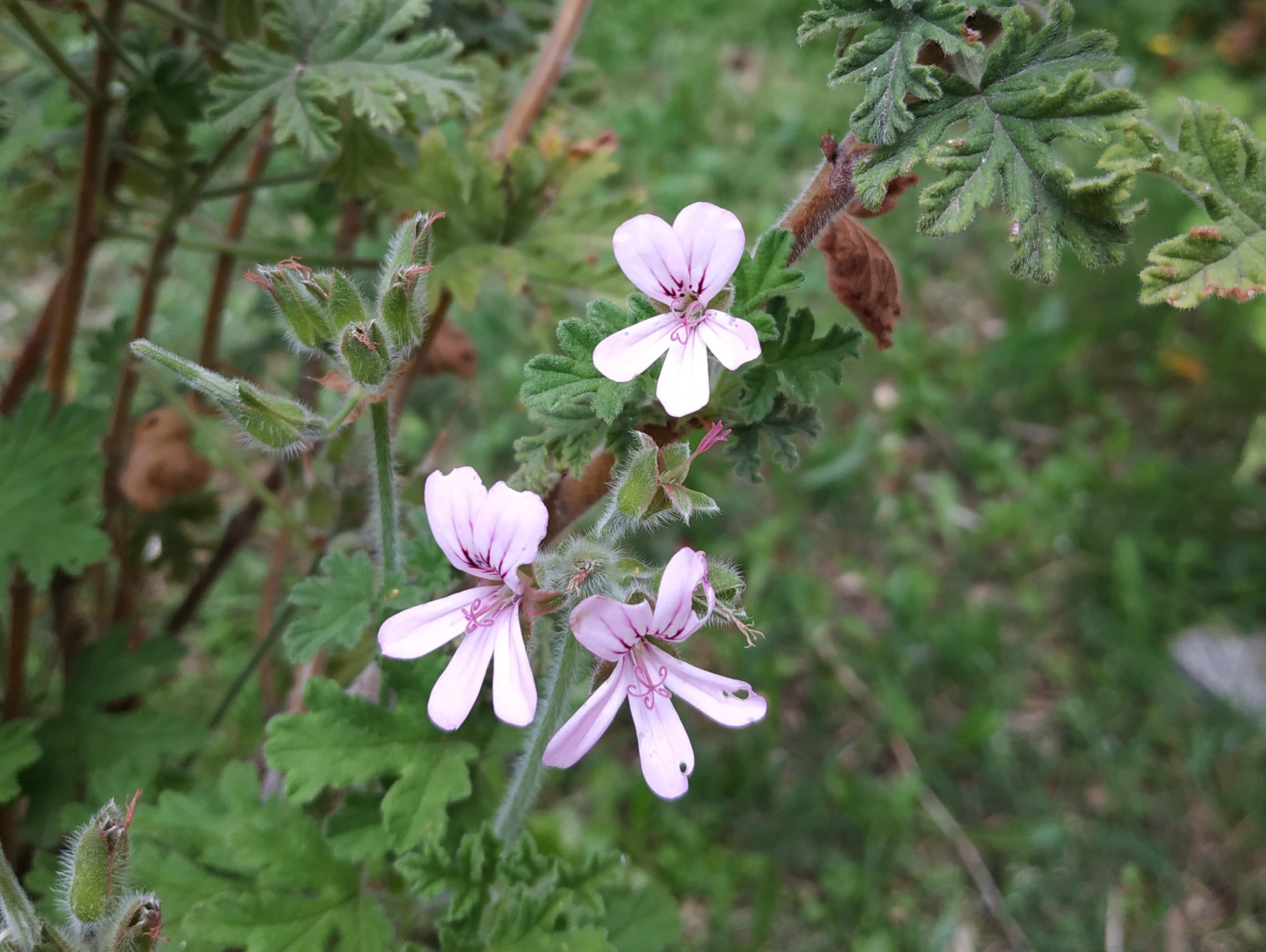 Pelargonium graveolens