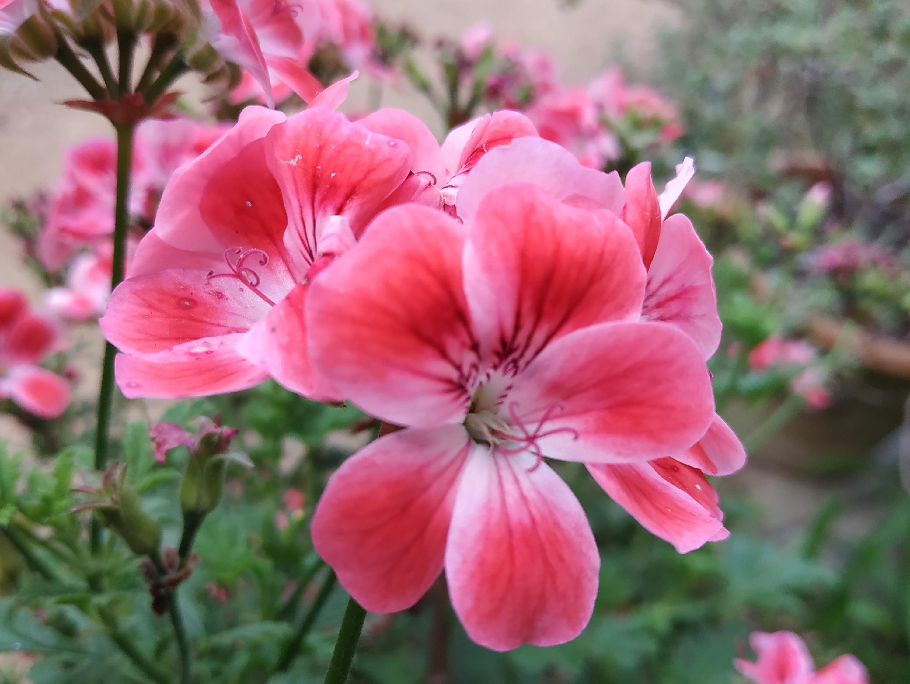 Pelargonium " Patons Unique "