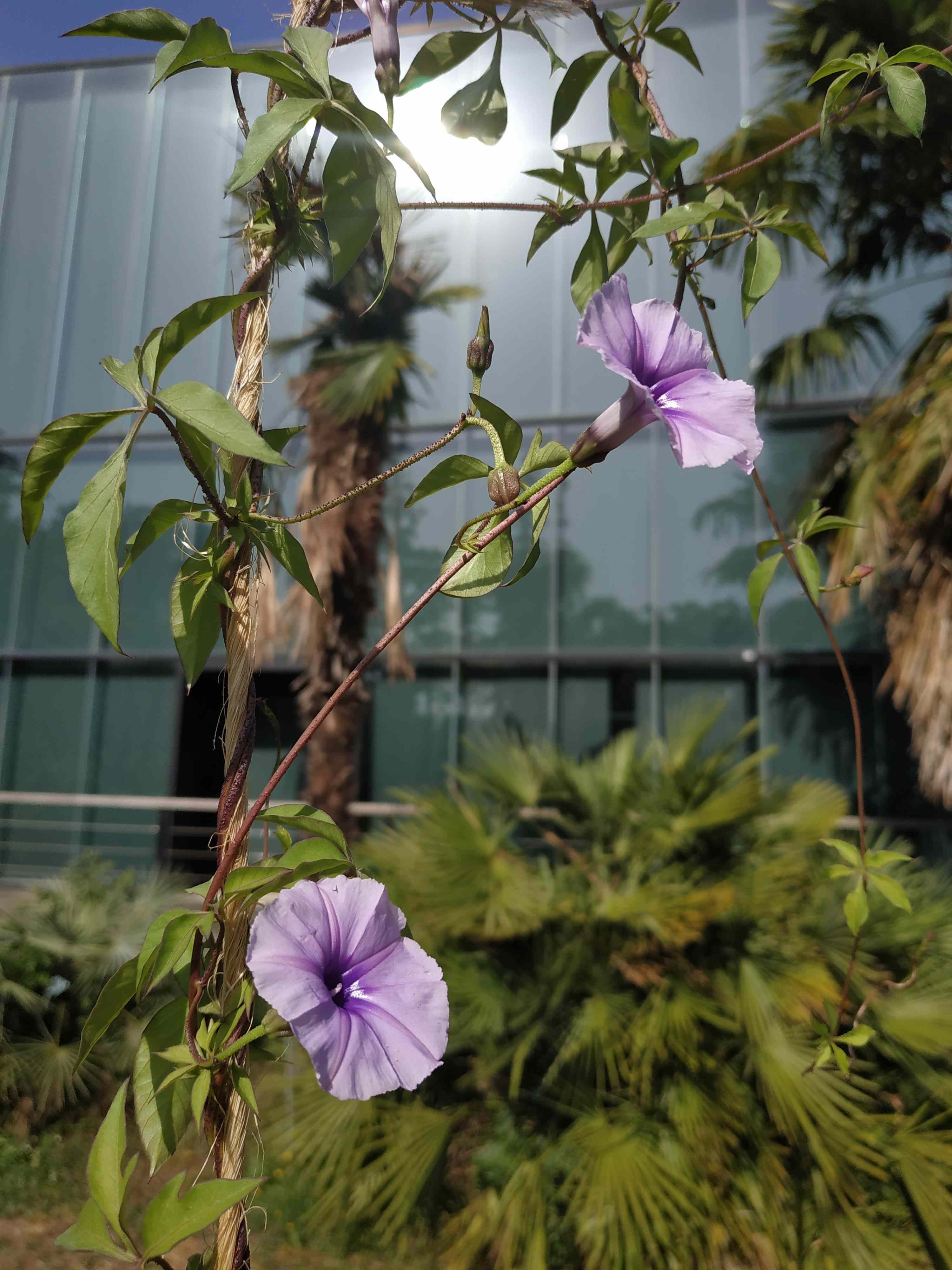 Ipomoea transvaalensis