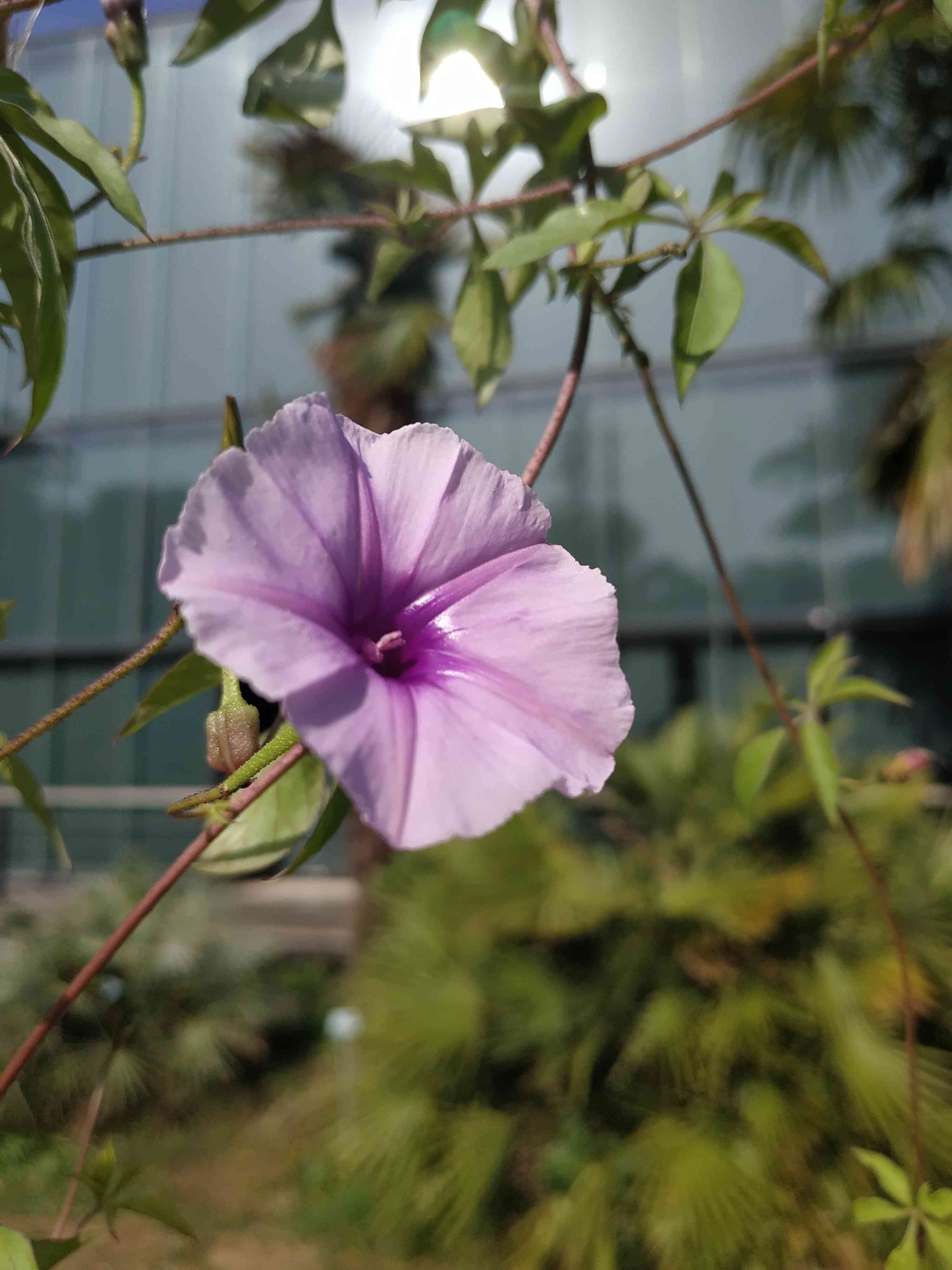 Ipomoea transvaalensis