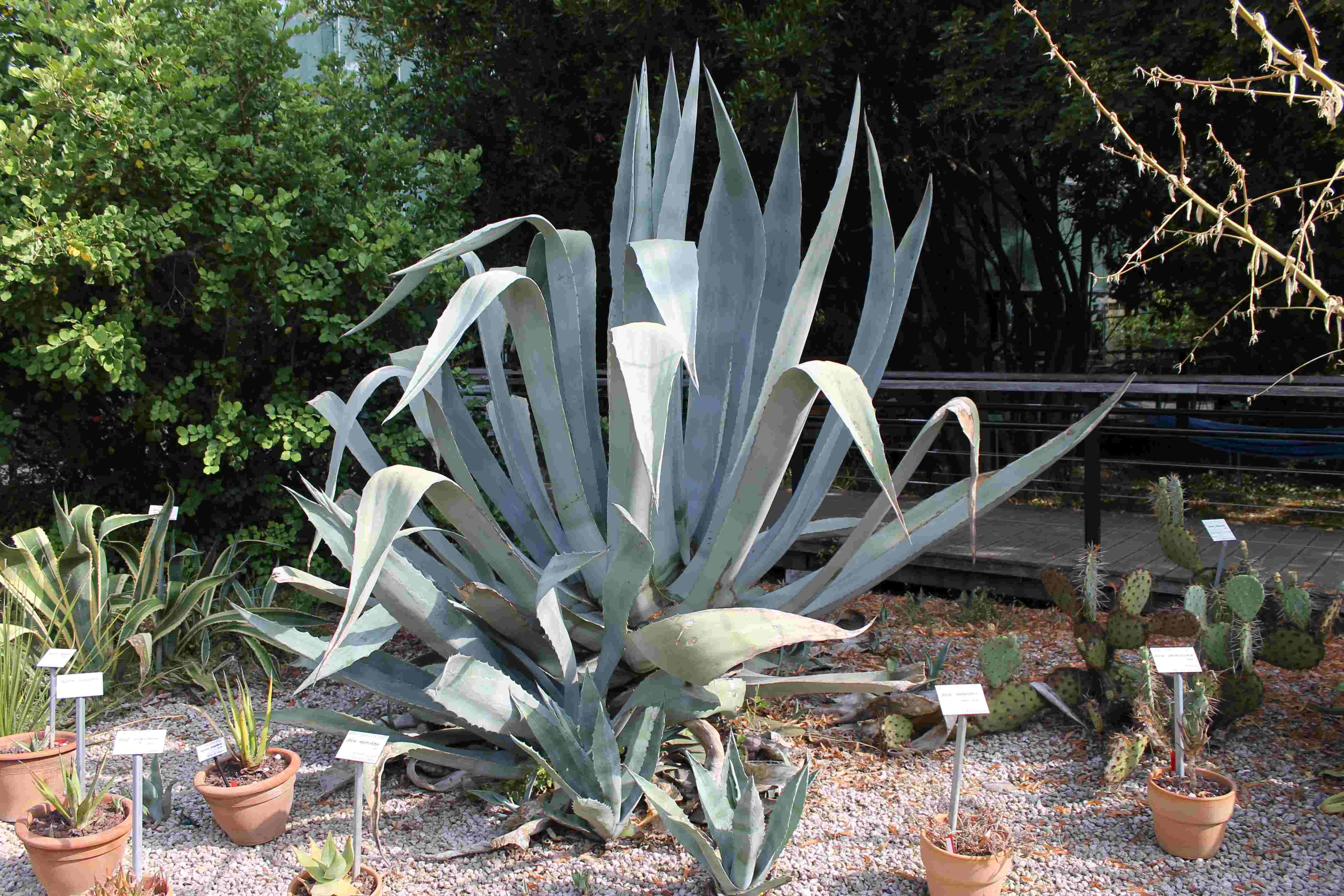 Agave