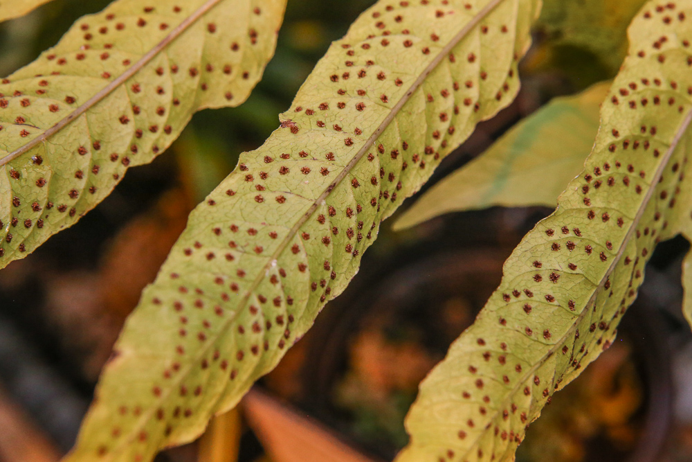 Spores fougère