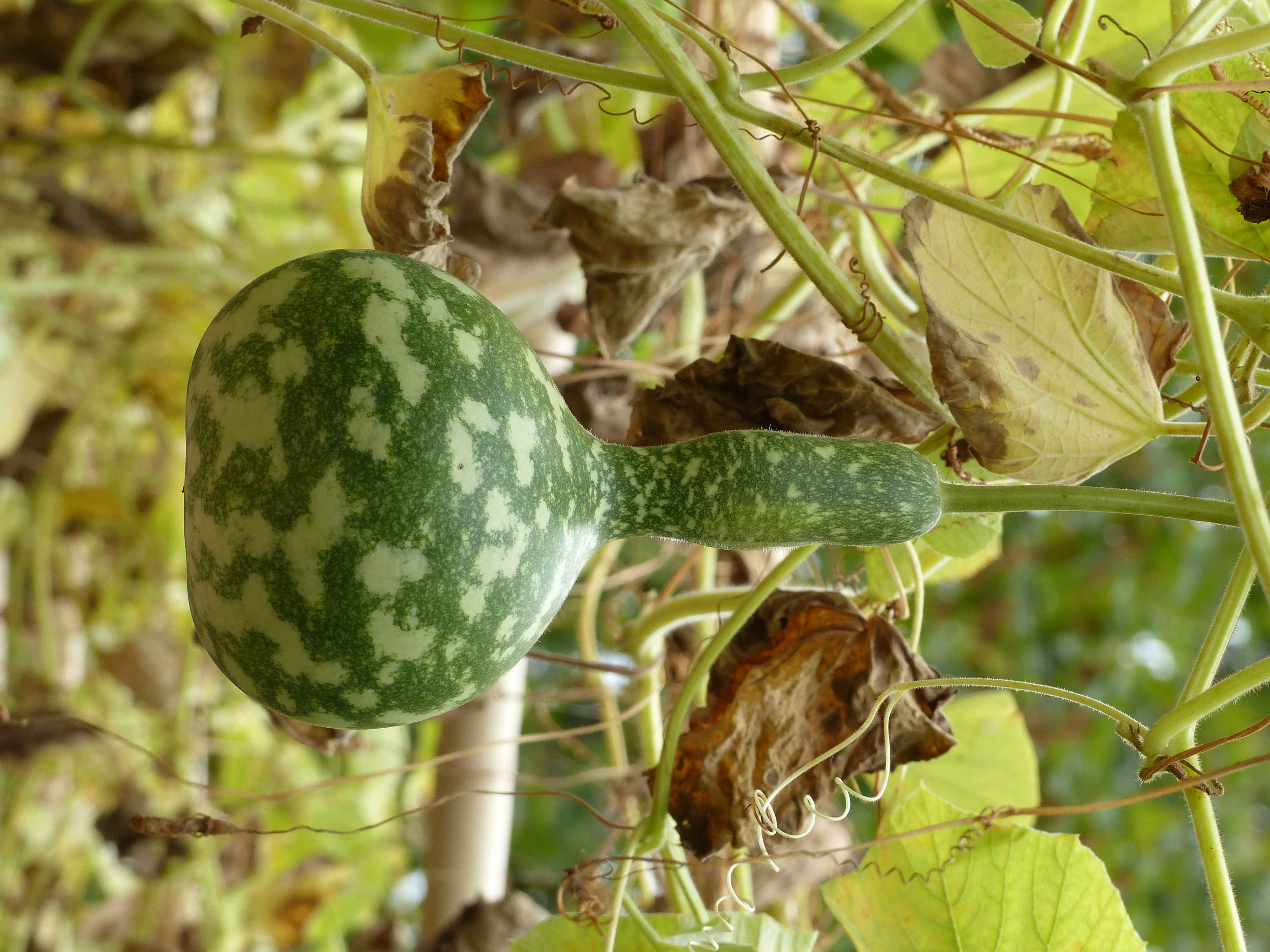 Image d'un fruit de Lagenaria siceraria