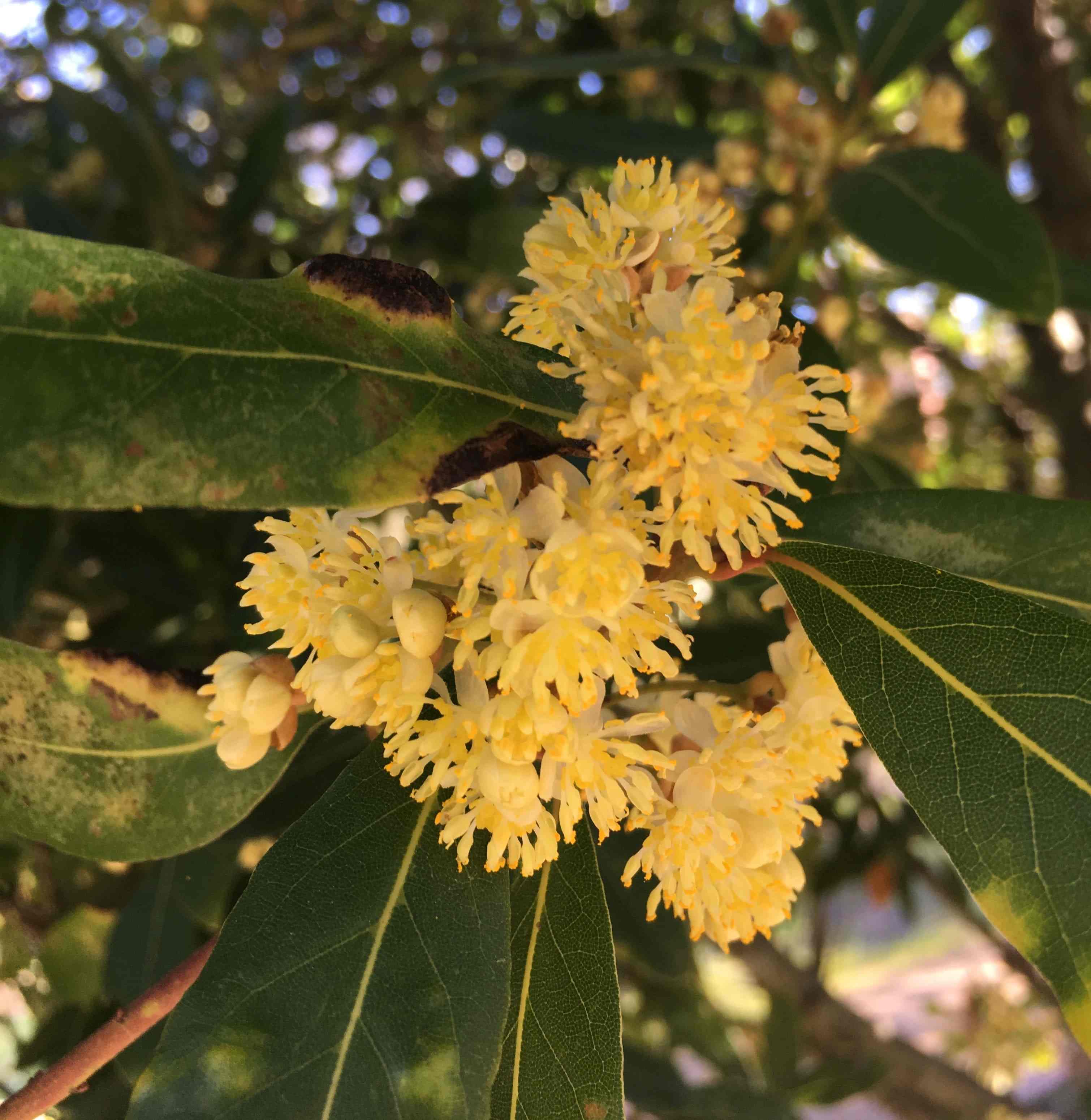 Laurus nobilis