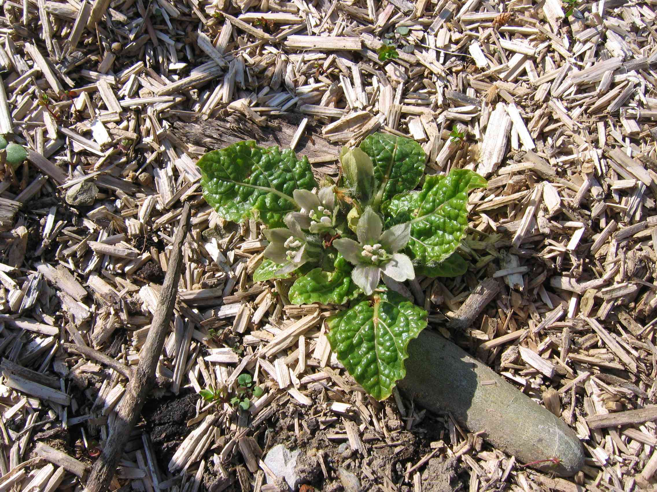 Mandragora officinarum