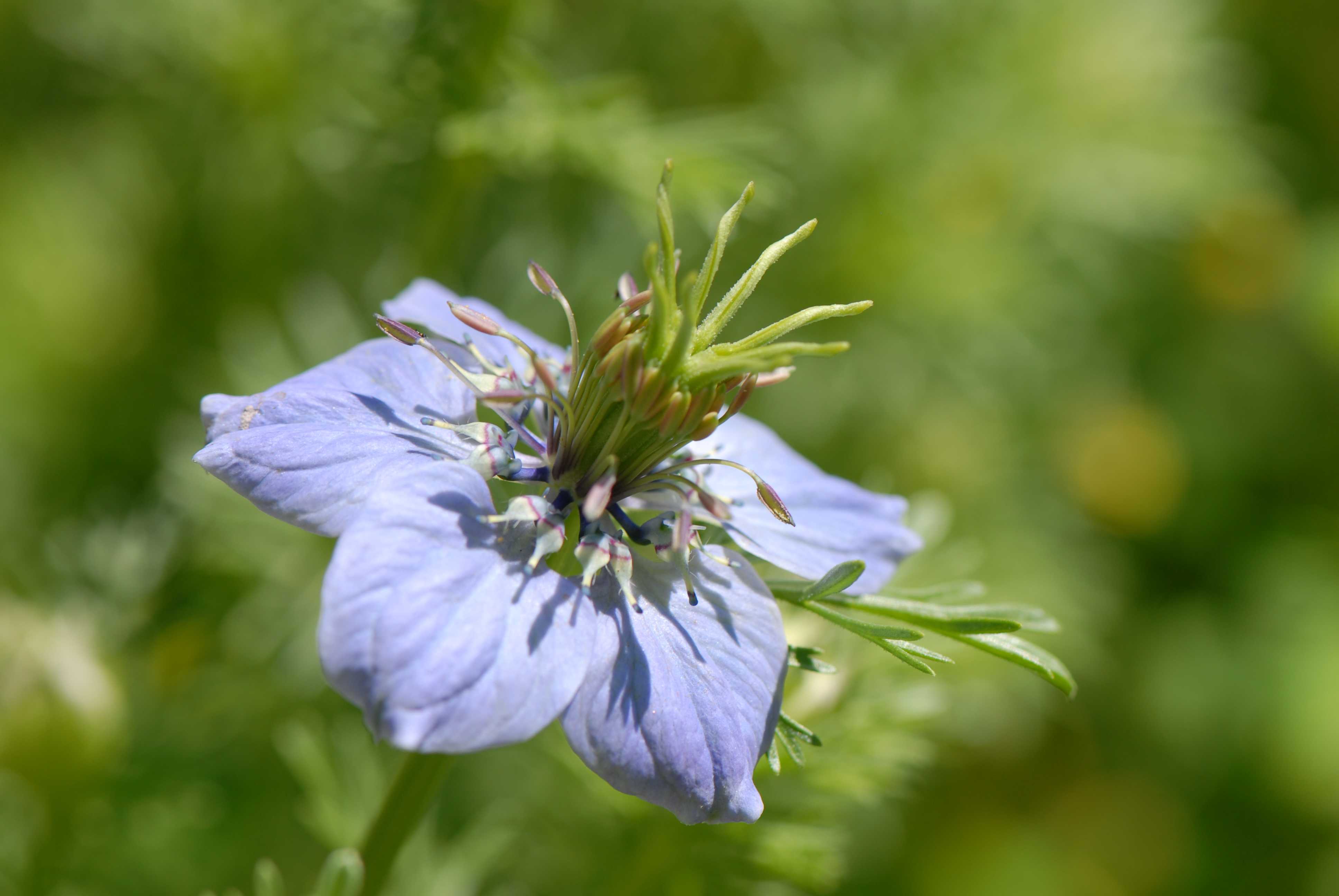 Nigella hispanica 