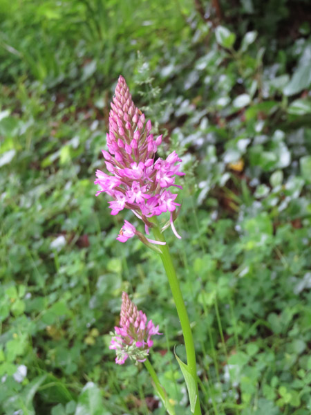 Photo d'orchis pyramidal