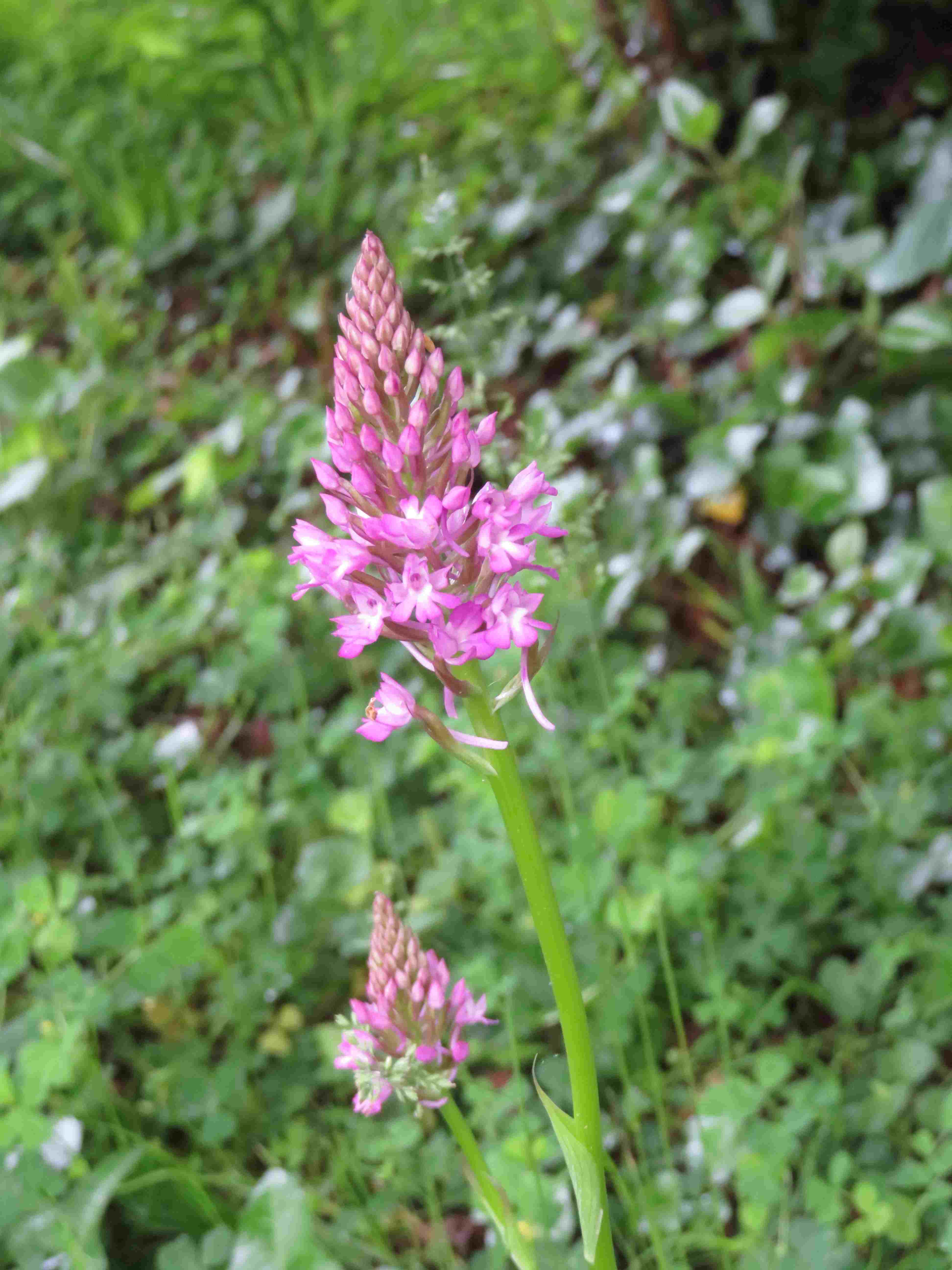 Orchis pyramidal