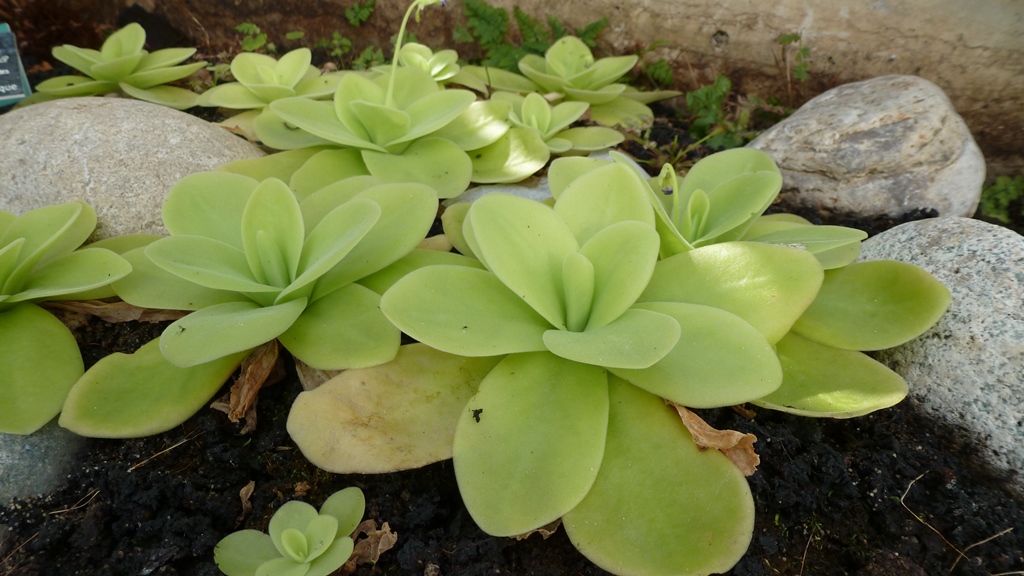 Pinguicula