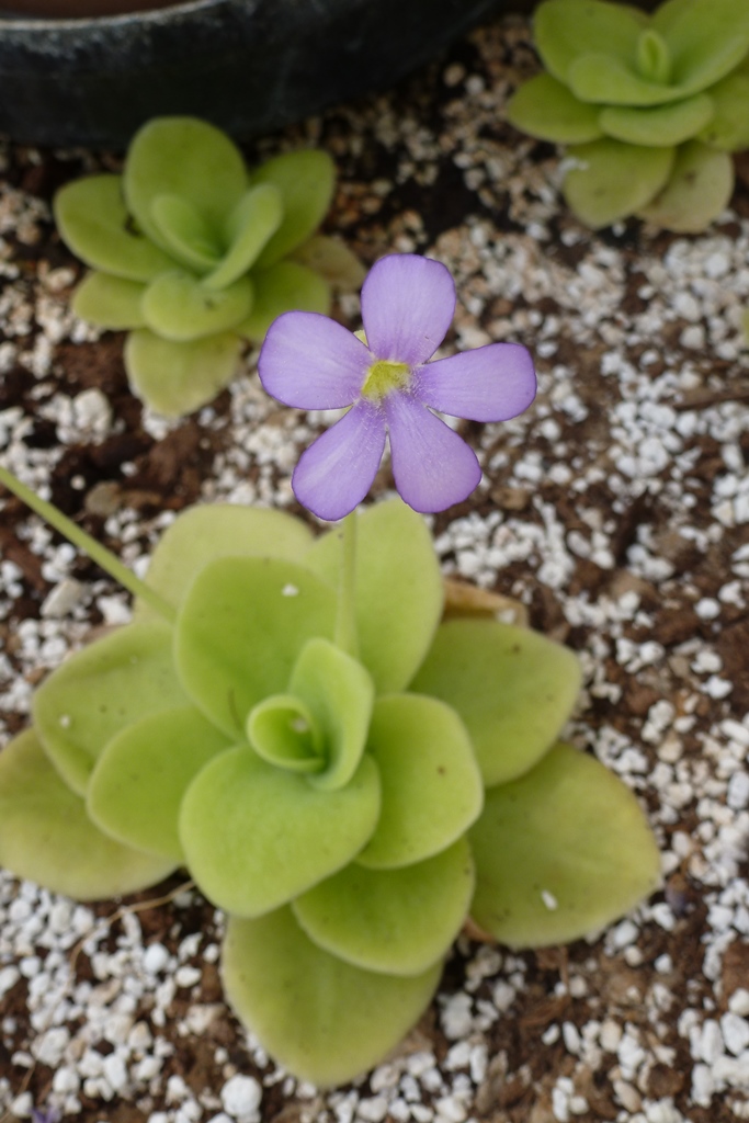 Pinguicula