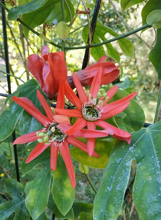 Passiflora racemosa