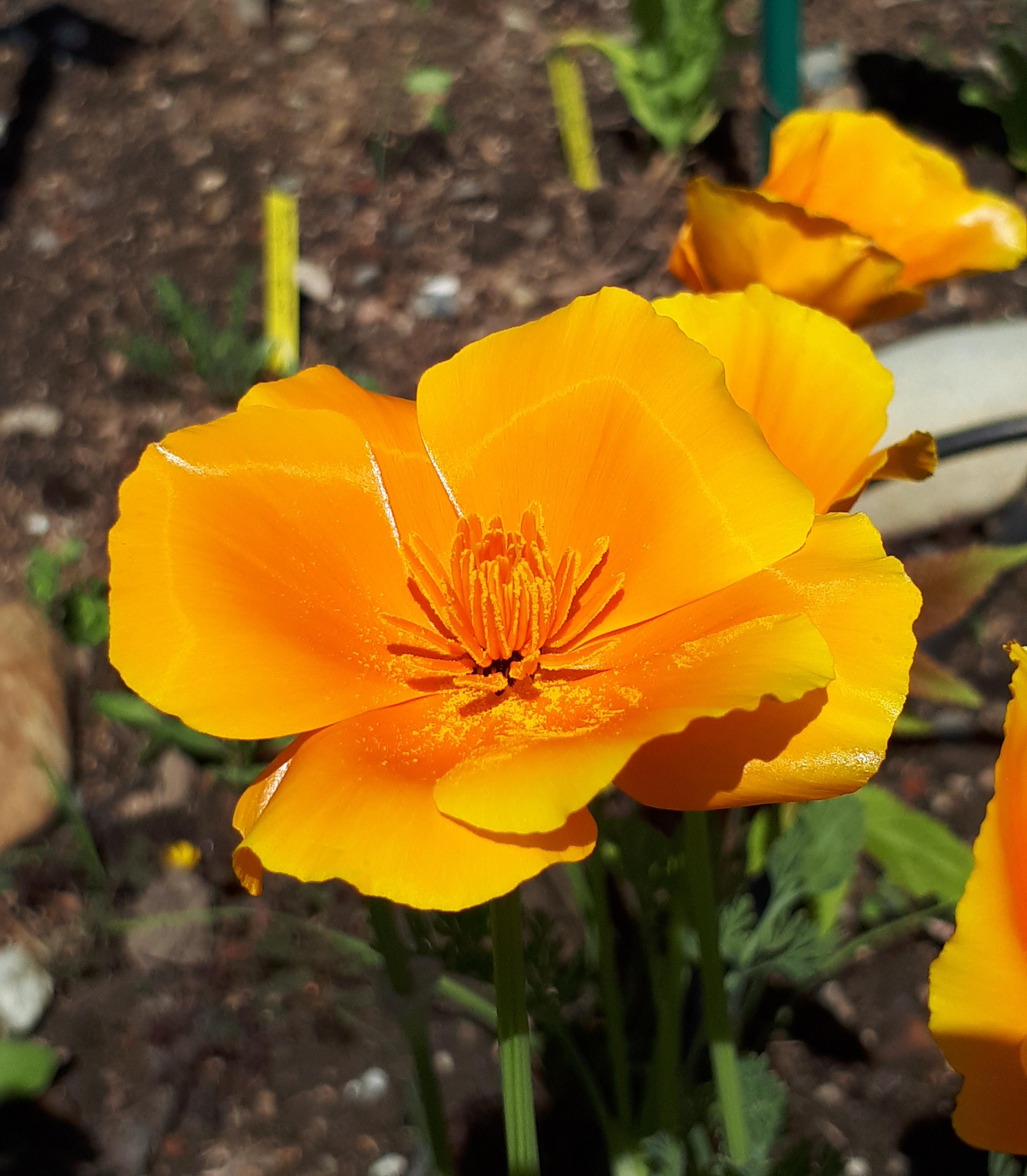 Eschscholzia californica