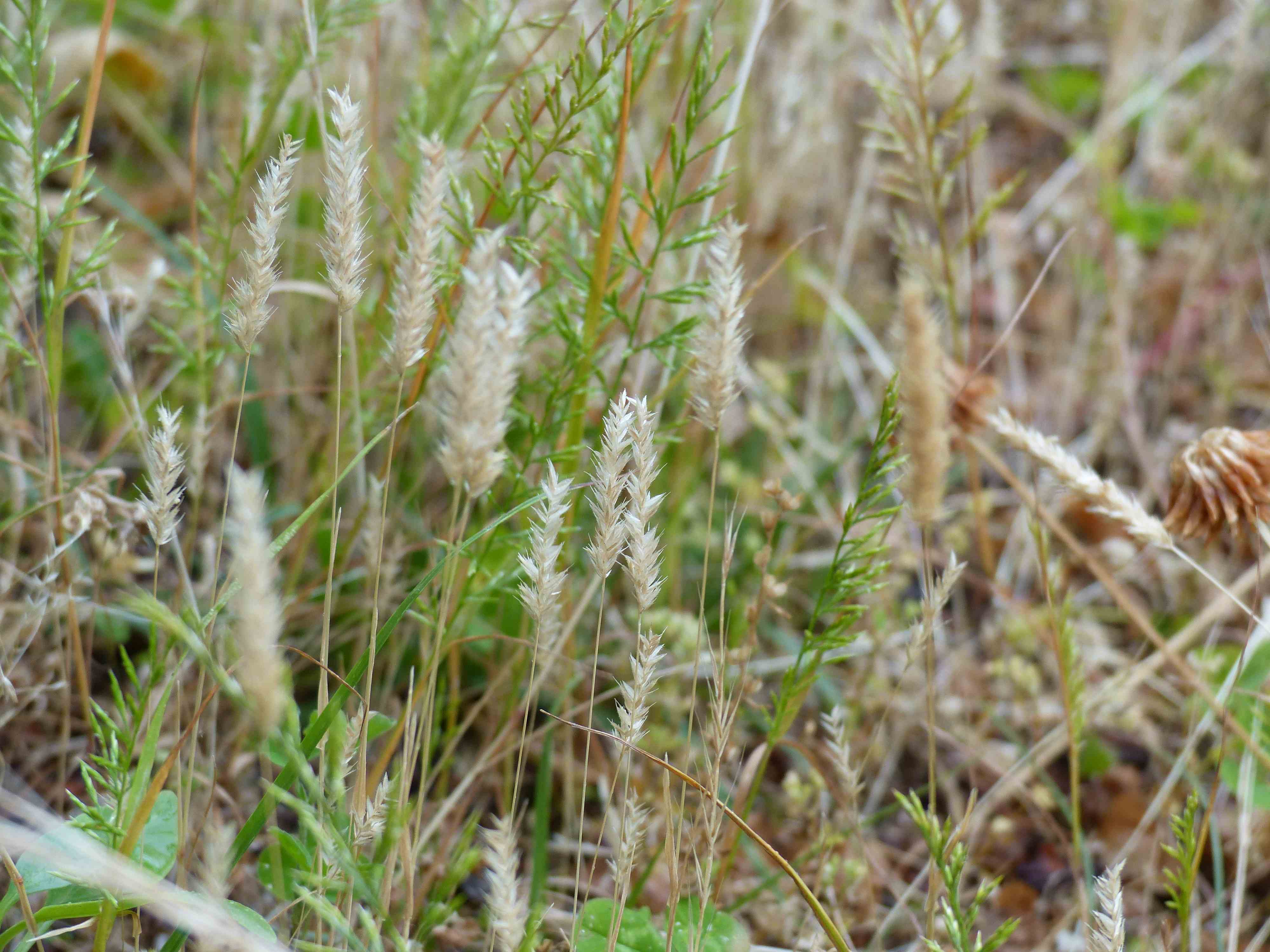 Rostraria à crête (Rostraria cristata)