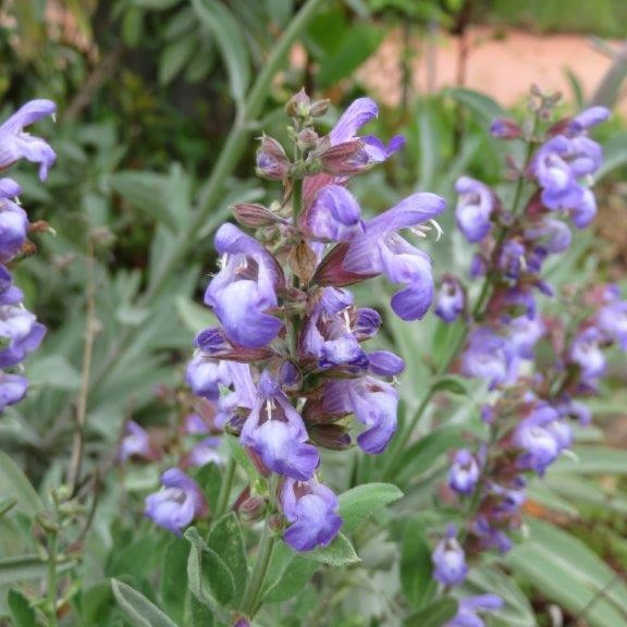 Salvia officinalis