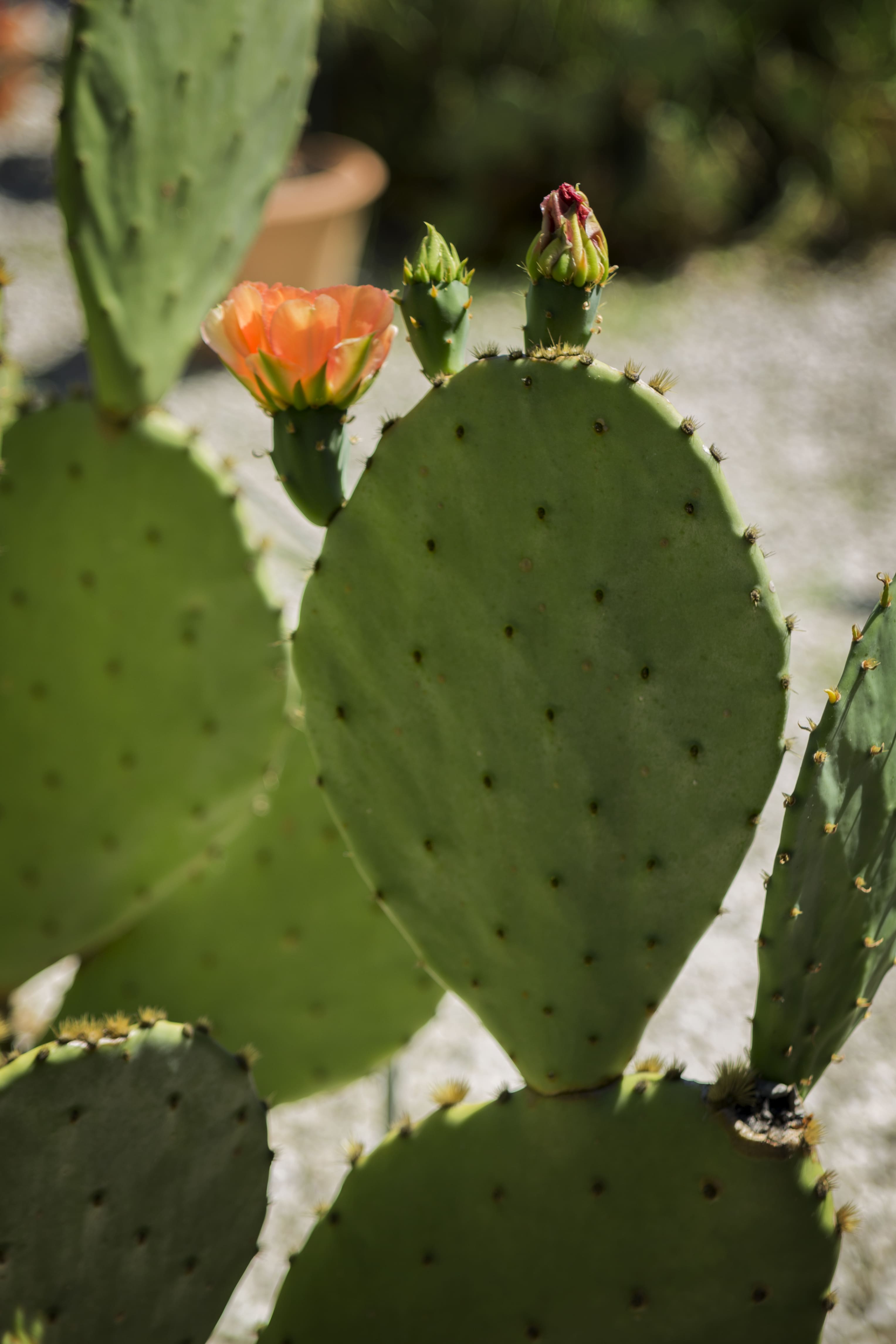 Opuntia sp.