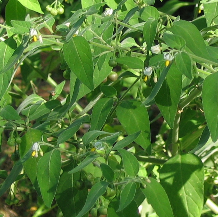 Morelle noire (Solanum nigrum)