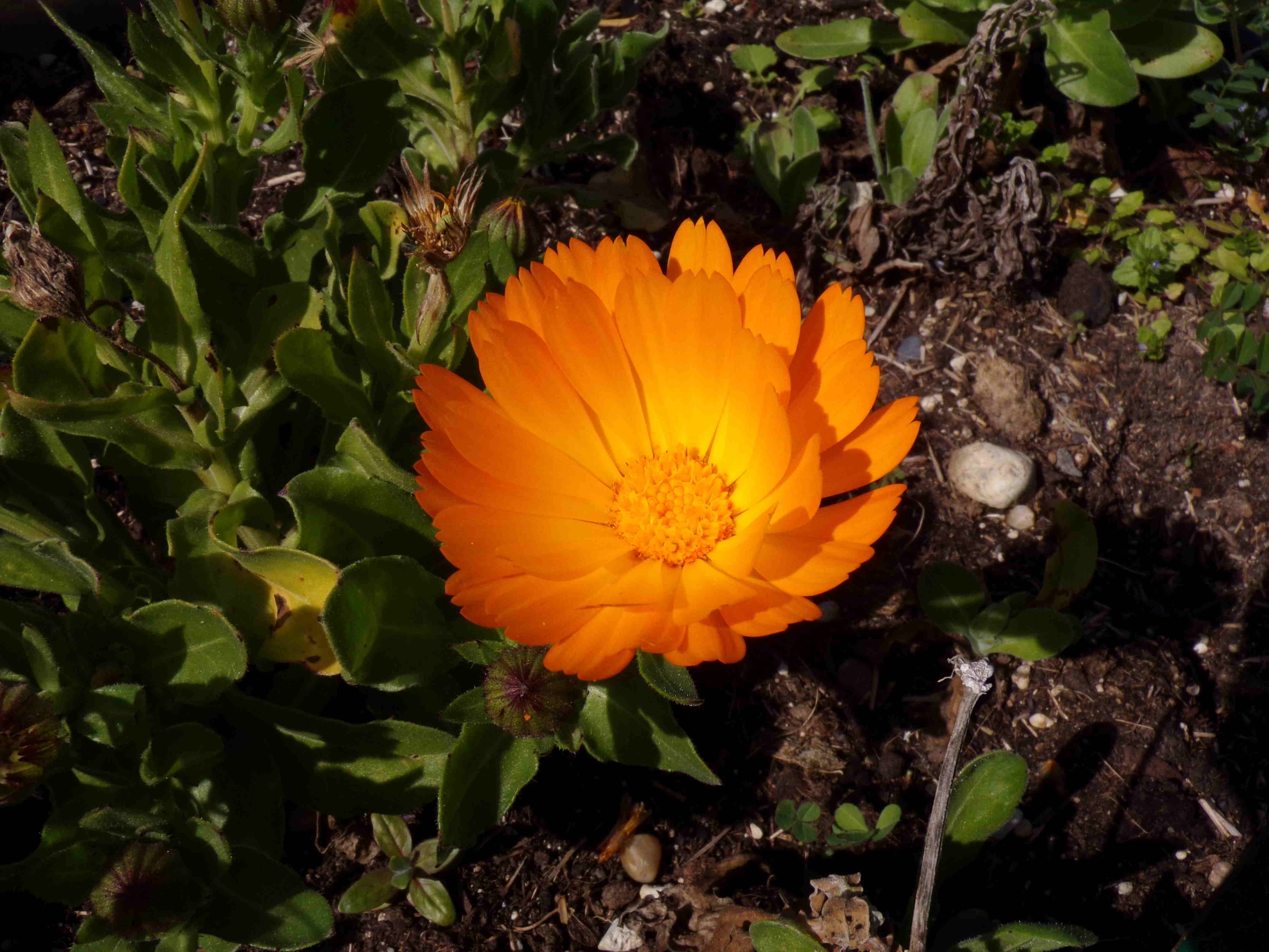 Calendula officinalis L.