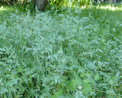photo d'un torilis noueux (torilis nodosa)