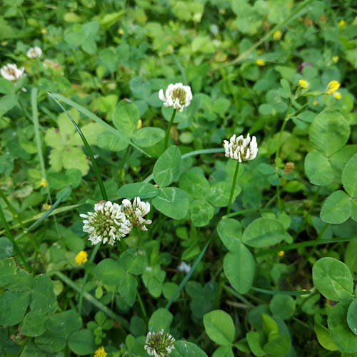 Photo d'un trèfle blanc