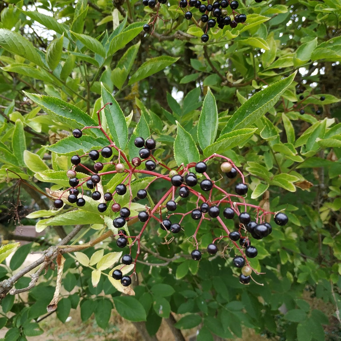 Sambucus nigra